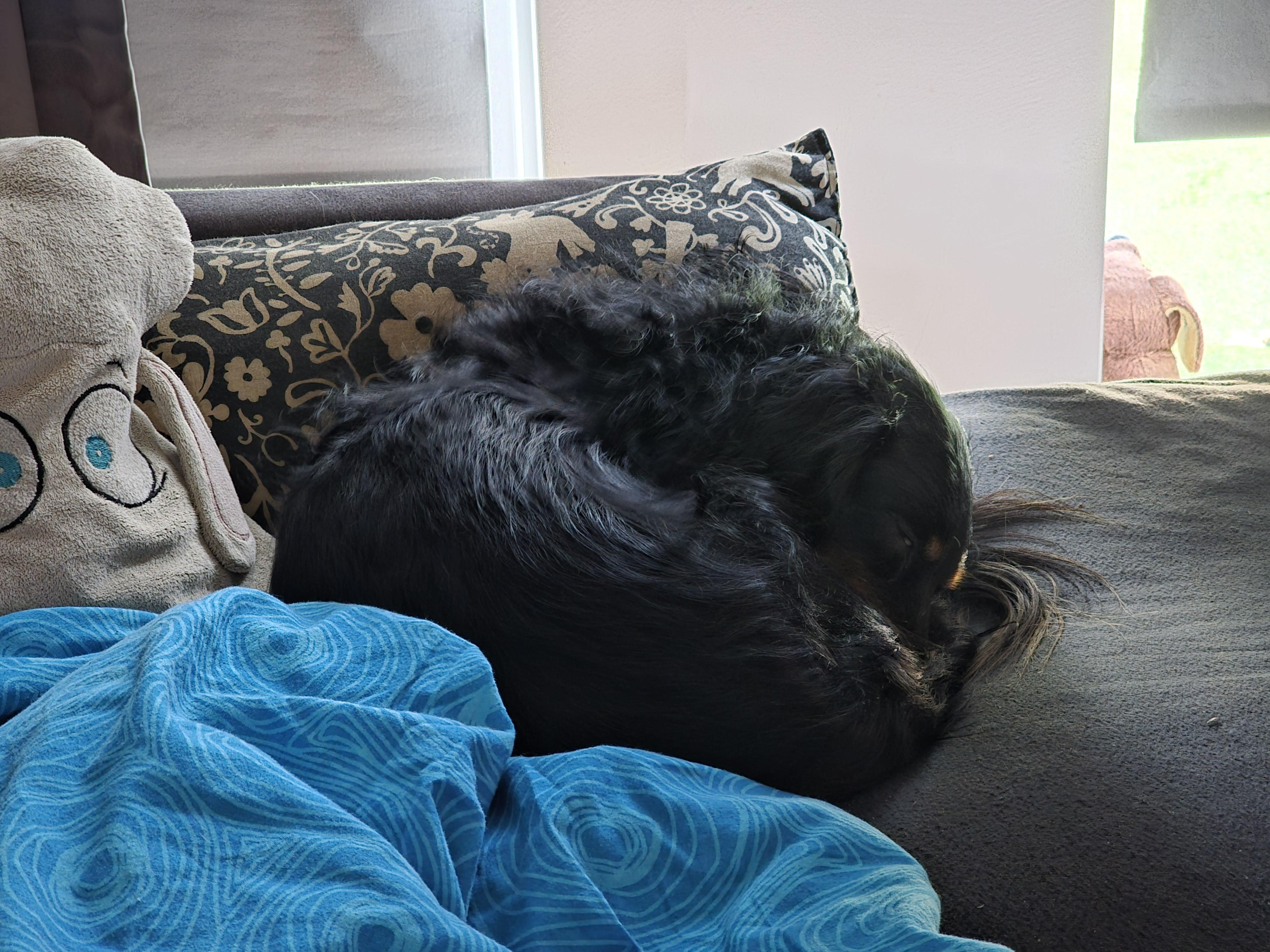Bas, Cynni’s parents’ long-haired black & tan Dachshund, is curled up in a tight, peaceful ball at the end of the couch, completely lost in sleep. His silky black fur catches the soft daylight, while the warm tan markings on his face and legs peek through as he nestles his nose against his tail. He’s tucked between two pillows: one a patterned black-and-beige cushion, the other a whimsical pillow shaped like a sheep’s head with big embroidered eyes, keeping him gentle company. A bright blue blanket with swirling patterns is draped nearby, adding a cozy splash of color to the calm scene. Everything about the moment radiates comfort, safety, and the quiet sweetness of a beloved dog enjoying a deep, restorative nap.