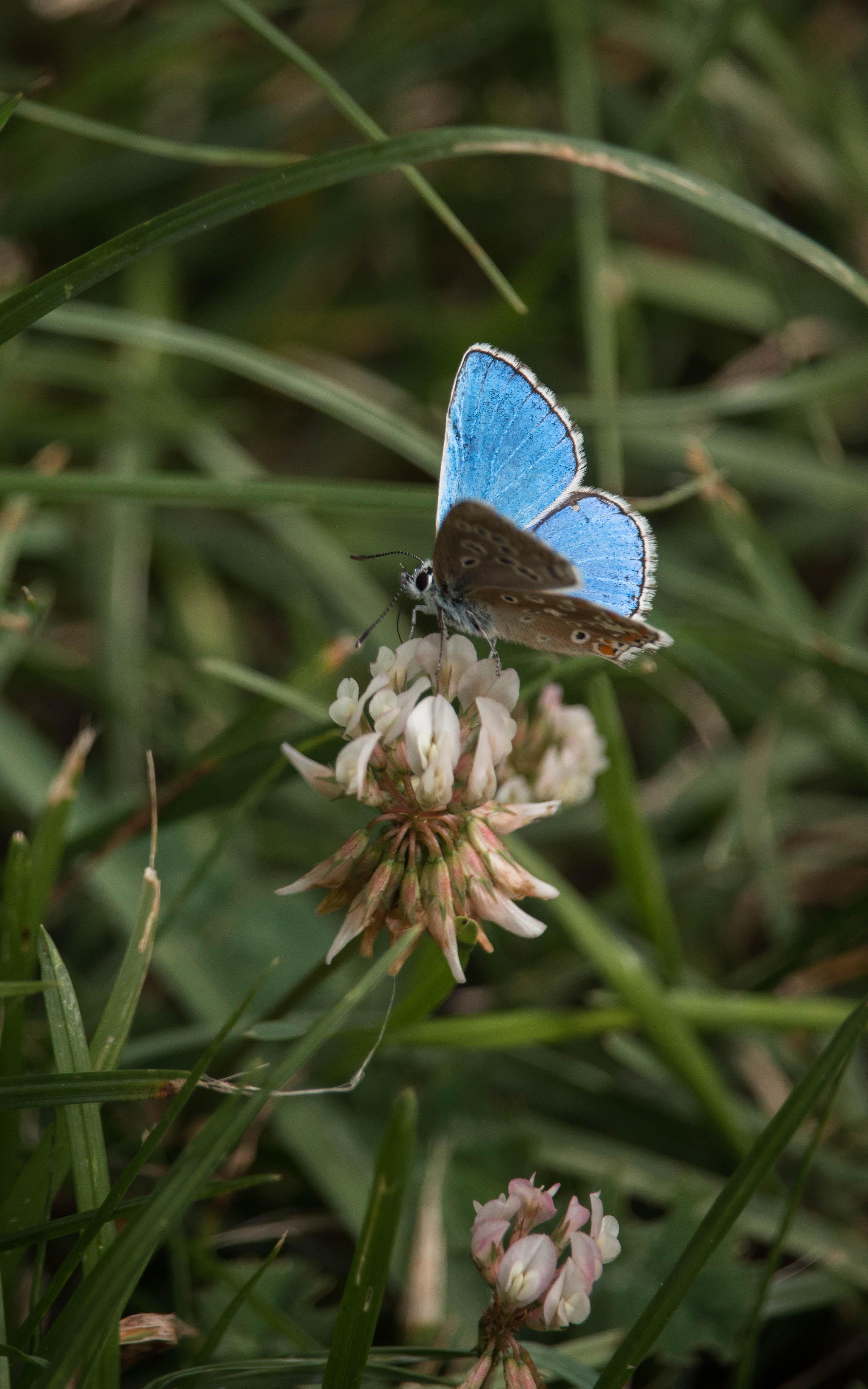 An adonis blue (POlyommatus bellargus) feeding on white clover (Trifolium repens).