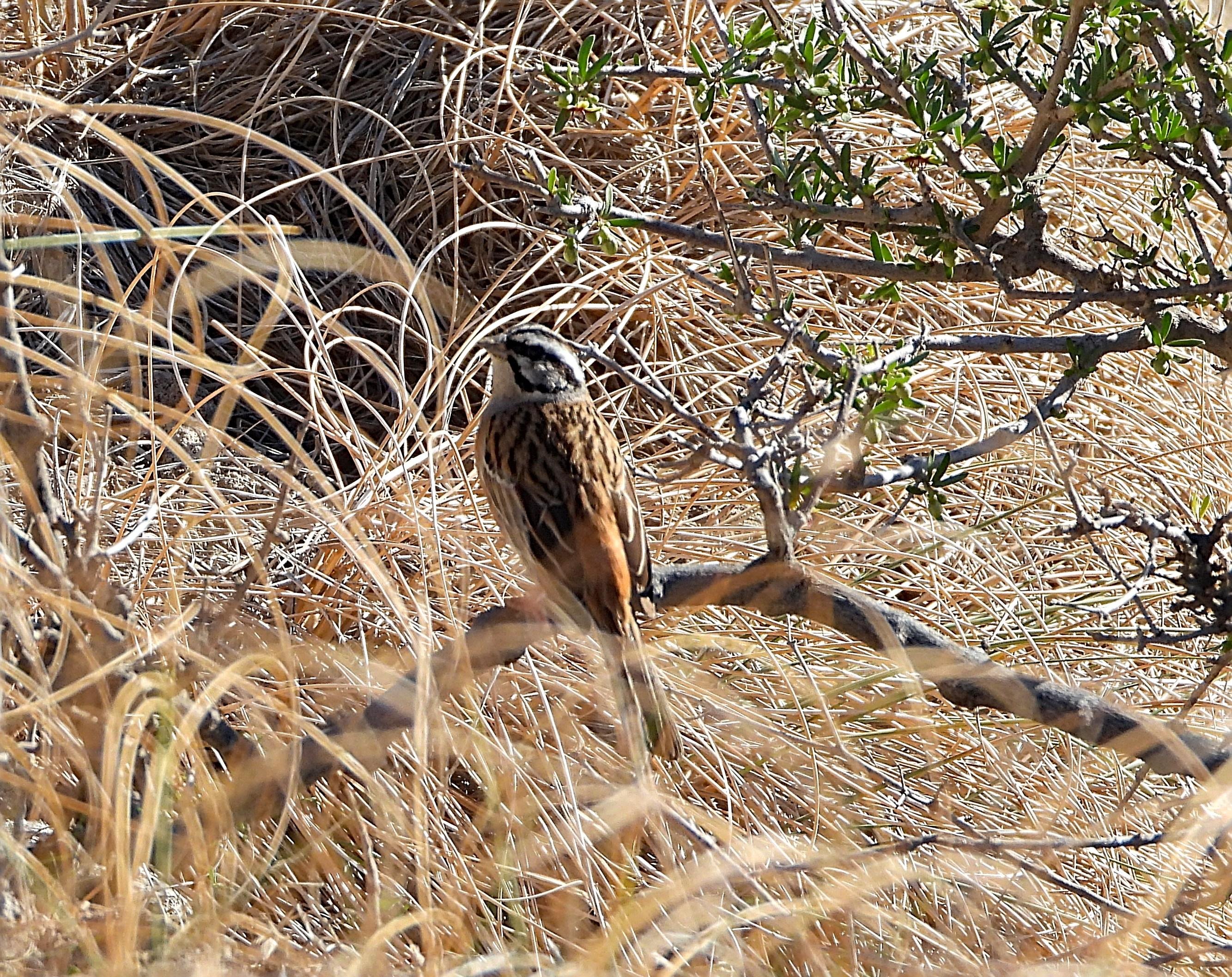 El pájaro se encuentra perchado en una rama en medio de un paisaje de hierbas y matorrales secos. Un arbusto tiene unas pequeñas hojas verdes e incluso alguna baya. Se trata de un escribano bastante grande y voluminoso, con las alas relativamente cortas y la cola larga, que luce en la cabeza tres características listas oscuras. La cabeza, el cuello, la nuca y la parte superior del pecho son de color grisáceo, en tanto que el resto del cuerpo presenta tonos pardos o rojizos.
Si estás leyendo este texto es porque tienes dificultades de visión y espero que te haya ayudado a ver la imagen. Si no ha sido así, te agradecería los comentarios.
Si lo has leído aunque ves la imagen sin problemas recuerda que debes poner un texto alternativo en tus archivos multimedia para que todo el mundo pueda disfrutarlos.