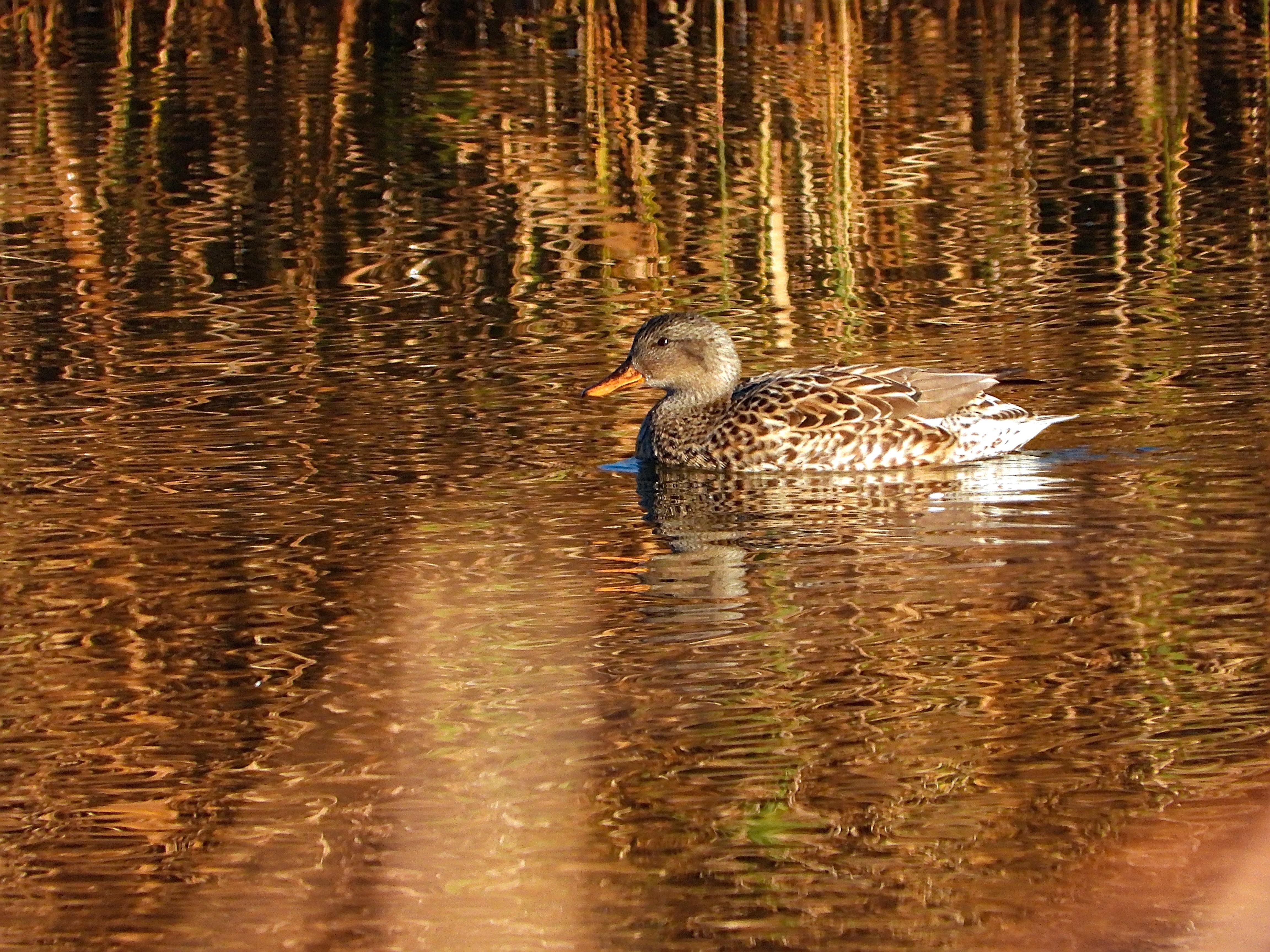 La imagen es toda de color dorado. Los juncos de la orilla amarillentos, se reflejan en el agua donde nada este Pato con sus colores grisáceos y marrones con reflejos dorados.

Si estás leyendo este texto es porque tienes dificultades de visión y espero que te haya ayudado a ver la imagen. Si no ha sido así, te agradecería los comentarios.
Si lo has leído aunque ves la imagen sin problemas recuerda que debes poner un texto alternativo en tus archivos multimedia para que todo el mundo pueda disfrutarlos.

