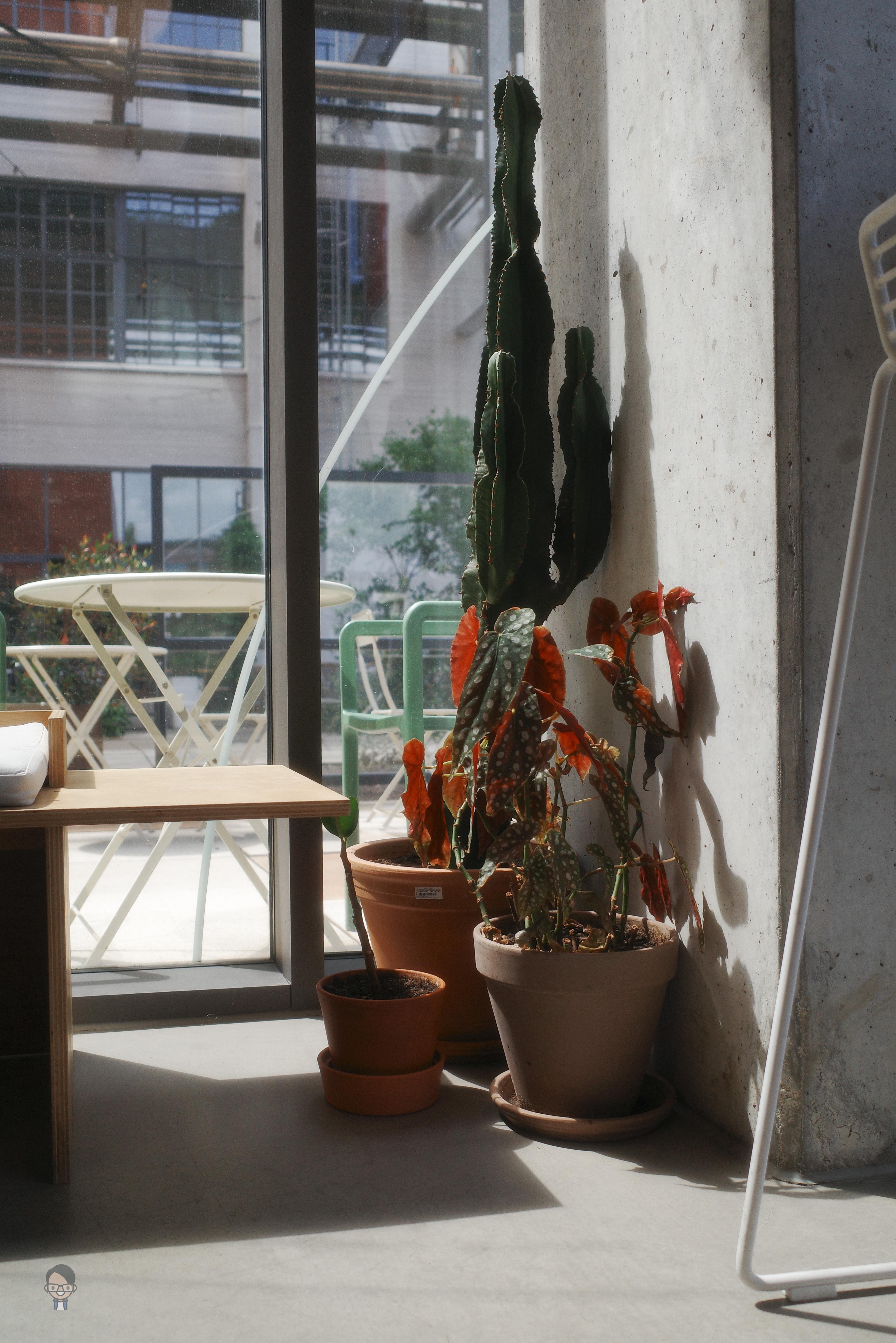 Potted plants, including a tall cactus and a leafy plant with red and green leaves, positioned against a concrete wall inside a room. Sunlight streams through a large window, casting shadows on the floor. Outside, a patio area features a round table and chairs with a view of greenery and building structures.