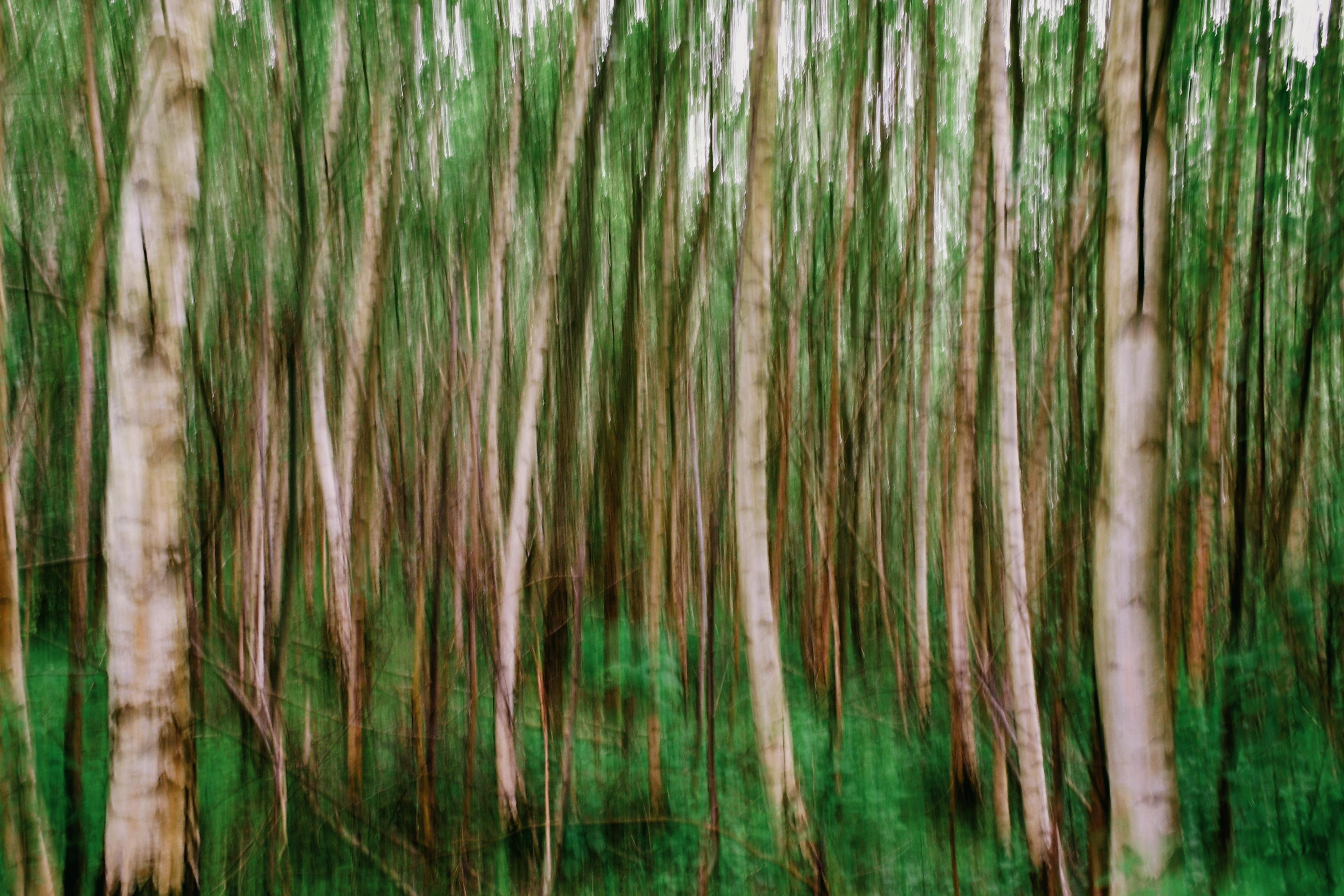 Blurred long-exposure view of a forest with tall, slender tree trunks streaked vertically, green foliage and ground cover filling the background. 
### 
Verschwommene Langzeitbelichtung eines Waldes mit hohen, schlanken Baumstämmen, die vertikal gestrichelt sind, grünes Laub und Bodenbewuchs im Hintergrund.