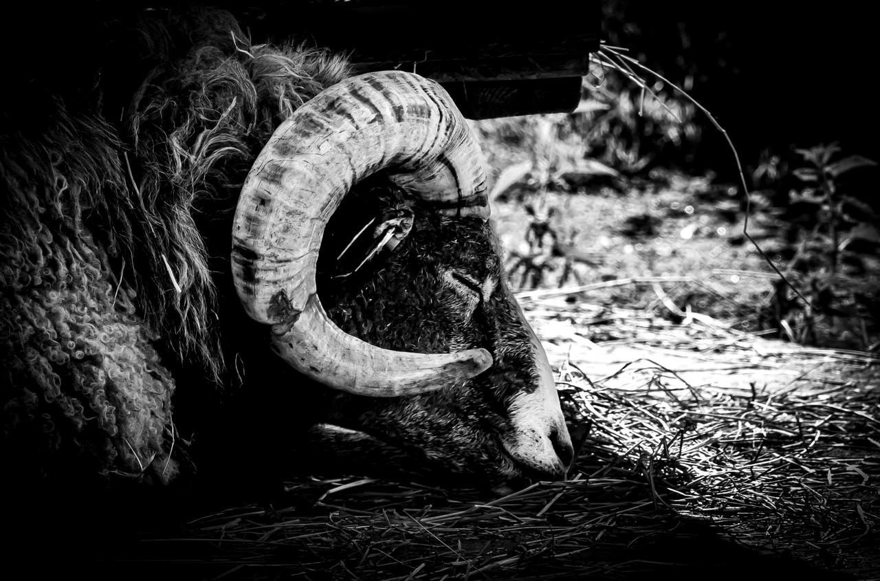 Close-up black and white image of a ram with large, curved horns resting its head on the ground. The wool appears thick and textured, highlighting the animal's distinctive features. Illuminated areas of straw contrast with the darker background, adding depth to the composition.