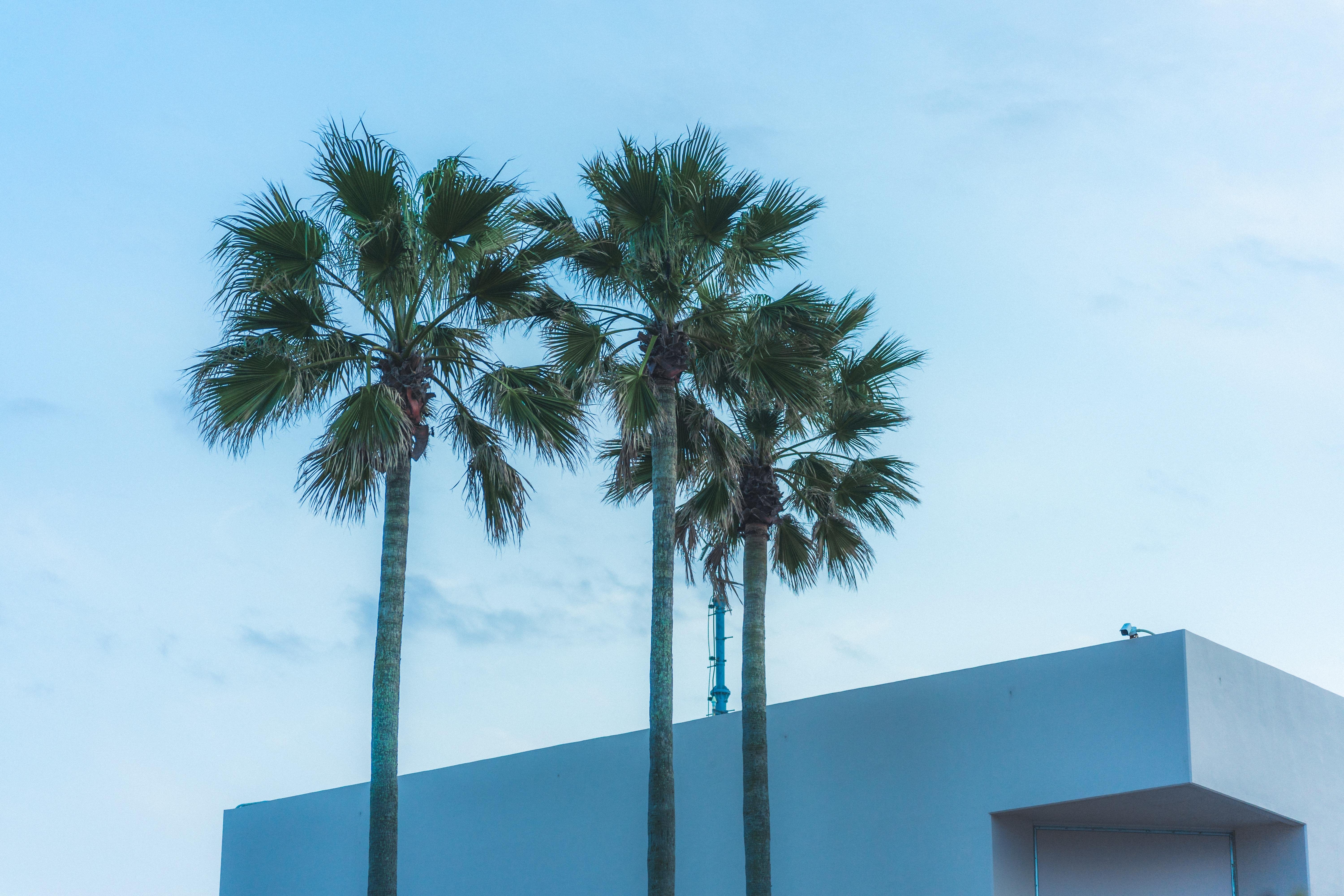 Three tall palm trees rise against a blue sky. A modern, white rectangular building occupies the lower right corner.