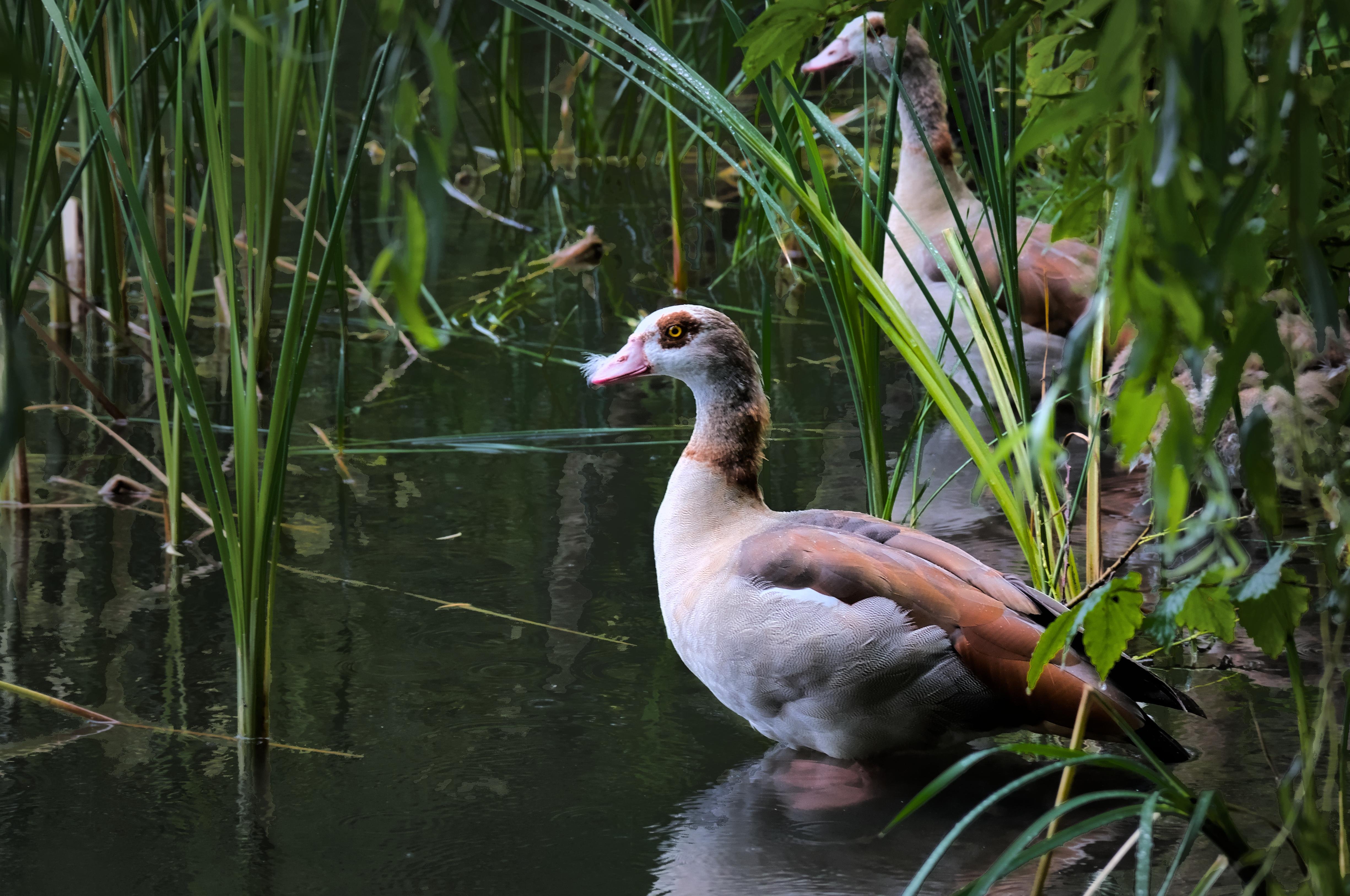 Two Egyptian geese in a calm, reflective pond surrounded by tall green reeds and foliage. The geese have distinctive brown and white plumage, with one in the foreground standing partially in water and the other slightly behind. The scene is peaceful and lush, with a mix of water and greenery.
###
Zwei ägyptische Gänse in einem ruhigen, reflektierenden Teich, umgeben von hohem grünem Schilf und Laub. Die Gänse haben ein markantes braun-weißes Gefieder, wobei eine im Vordergrund teilweise im Wasser steht und die andere etwas hinten. Die Szenerie ist friedlich und üppig, mit einer Mischung aus Wasser und Grün.