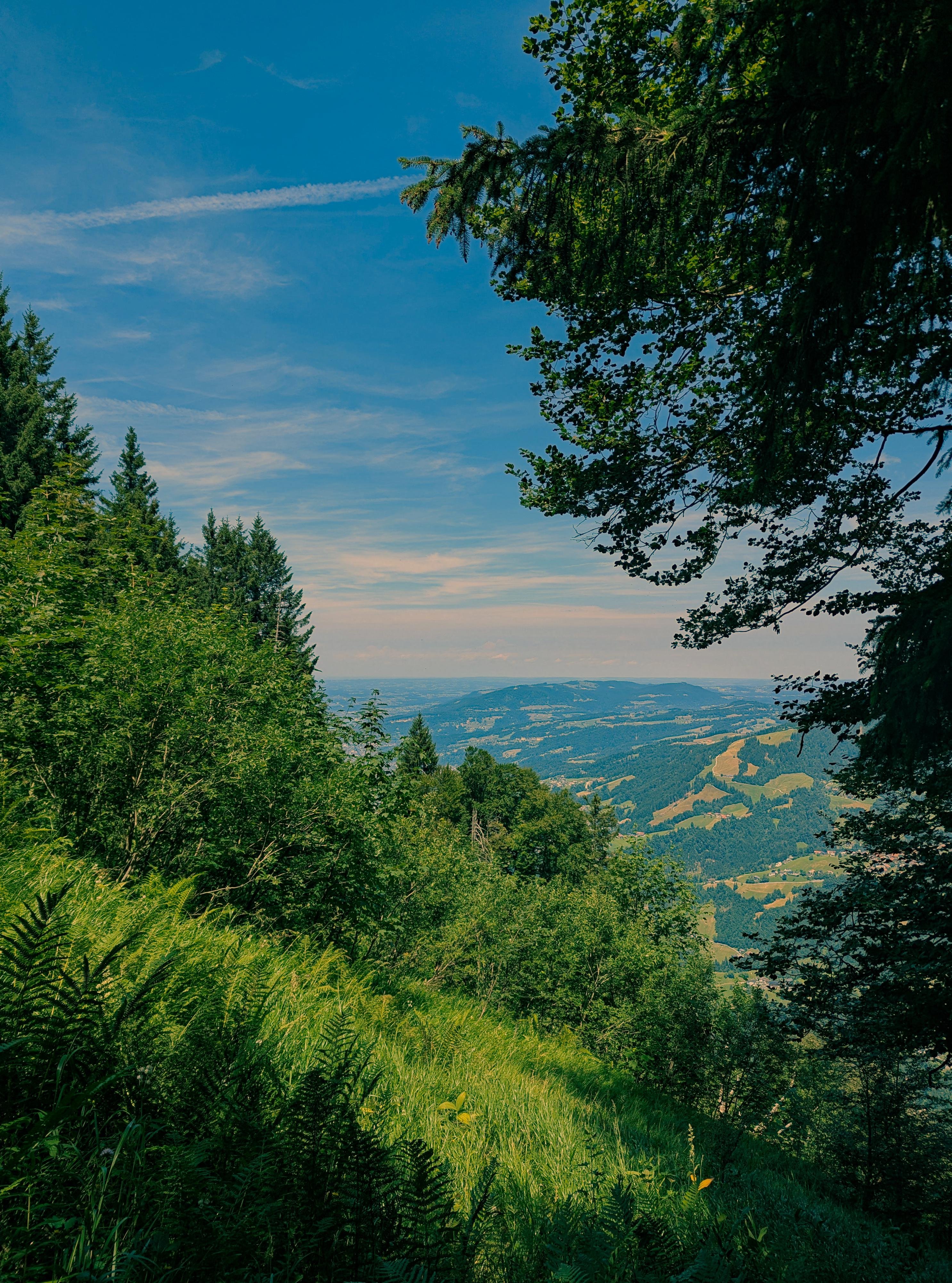 Forest overlook with ferns and tall conifer trees in the foreground, leafy branches framing the upper right, and a distant valley of rolling hills and patchwork fields under a blue sky with thin clouds.