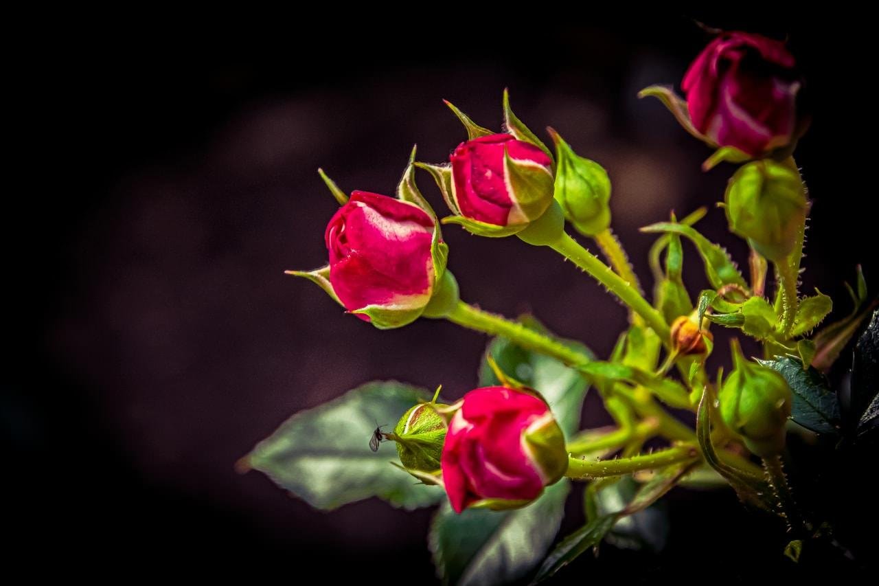 Five red rosebuds with some green leaves and stems, set against a dark, blurred background.