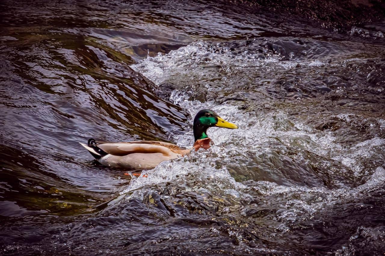 Male mallard duck with a glossy green head and yellow beak swimming in turbulent, foamy river water. The duck's body partially submerged, and feathers are detailed against the churning, dark water, creating a contrast with the lighter ripples around it.