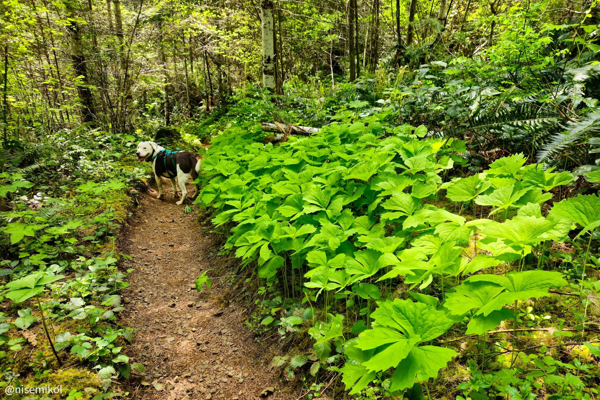 A red-brown and white dog wearing a teal harness stands on a narrow dirt forest trail, looking back over her shoulder toward the camera. Lush green foliage and tall trees surround the path, with bright sunlight filtering through the canopy.