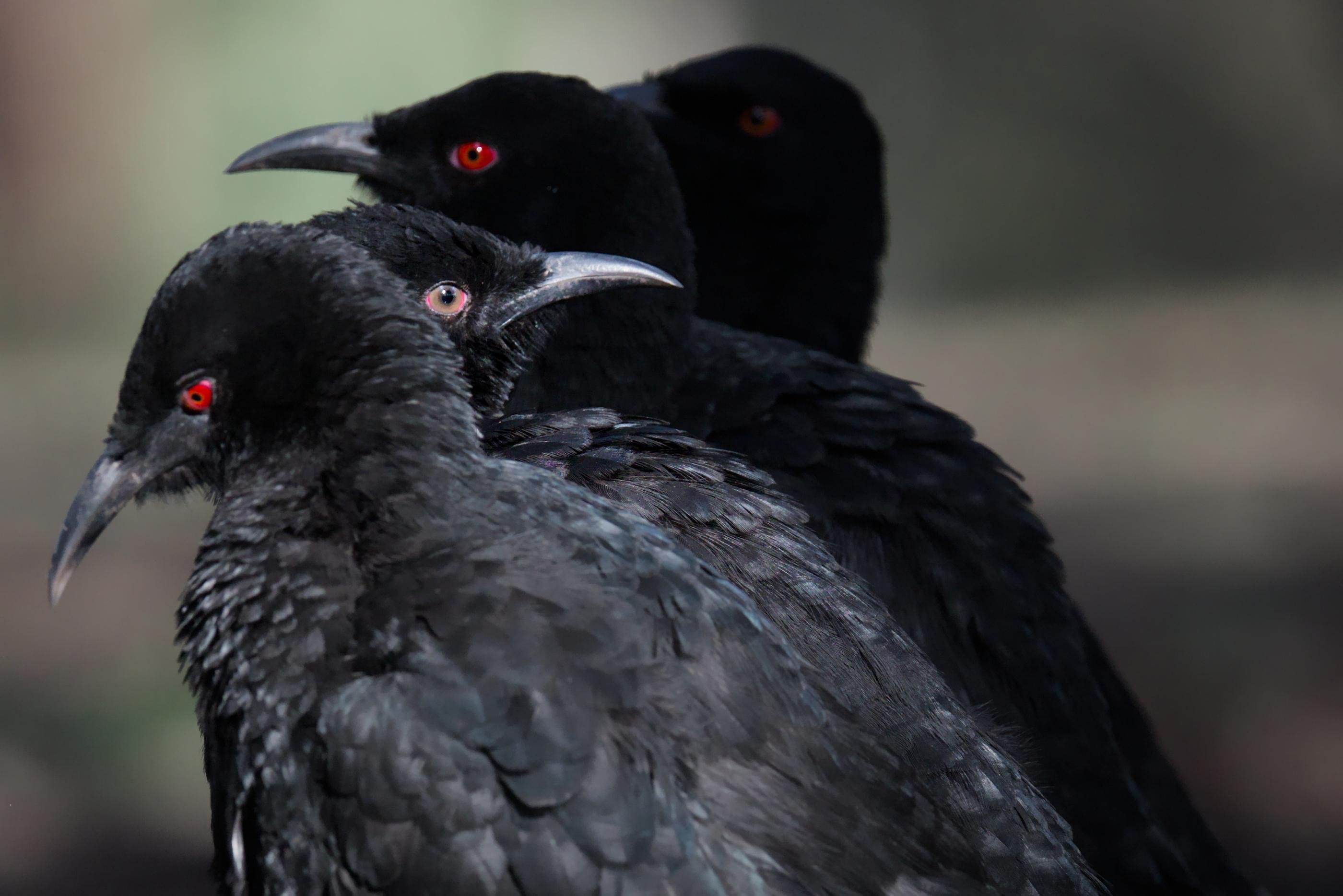 Three black birds in close-up, with red eyes and dark beaks, overlapping in the frame against a blurred background.