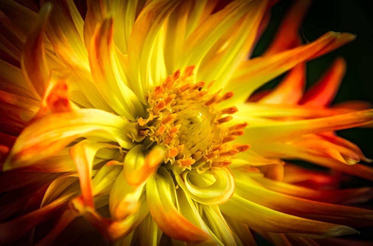 Close-up of a vibrant dahlia flower with yellow and orange petals radiating outward from a densely packed central core. The petals are slender, with tips transitioning from bright yellow to deep orange. Background is dark, highlighting the flower's vivid colors.