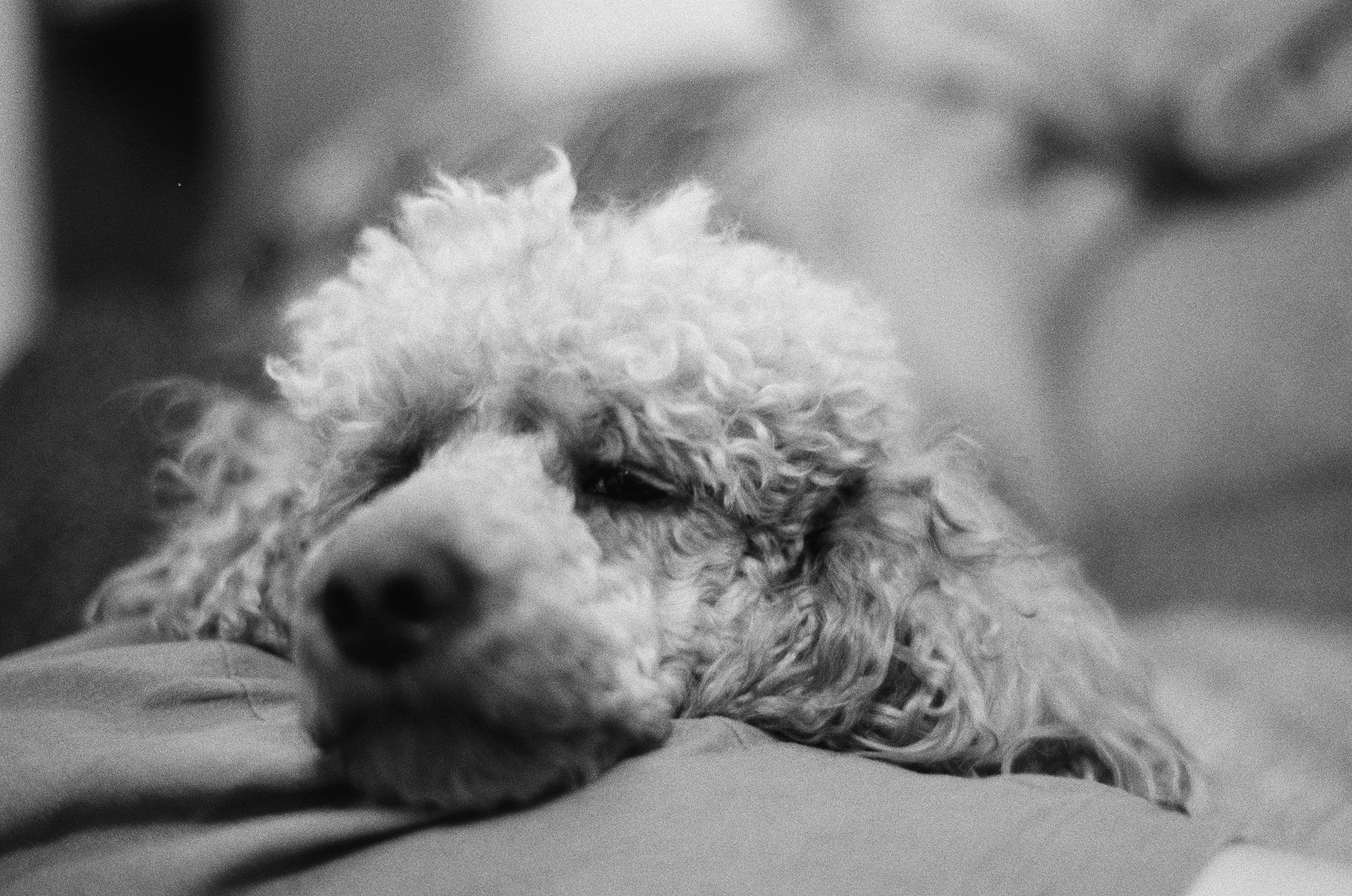 This image shows a black-and-white photo of a poodle resting its head with its eyes closed. The focus is on the dog’s face, with its curly fur and relaxed expression visible. The background is blurred.
