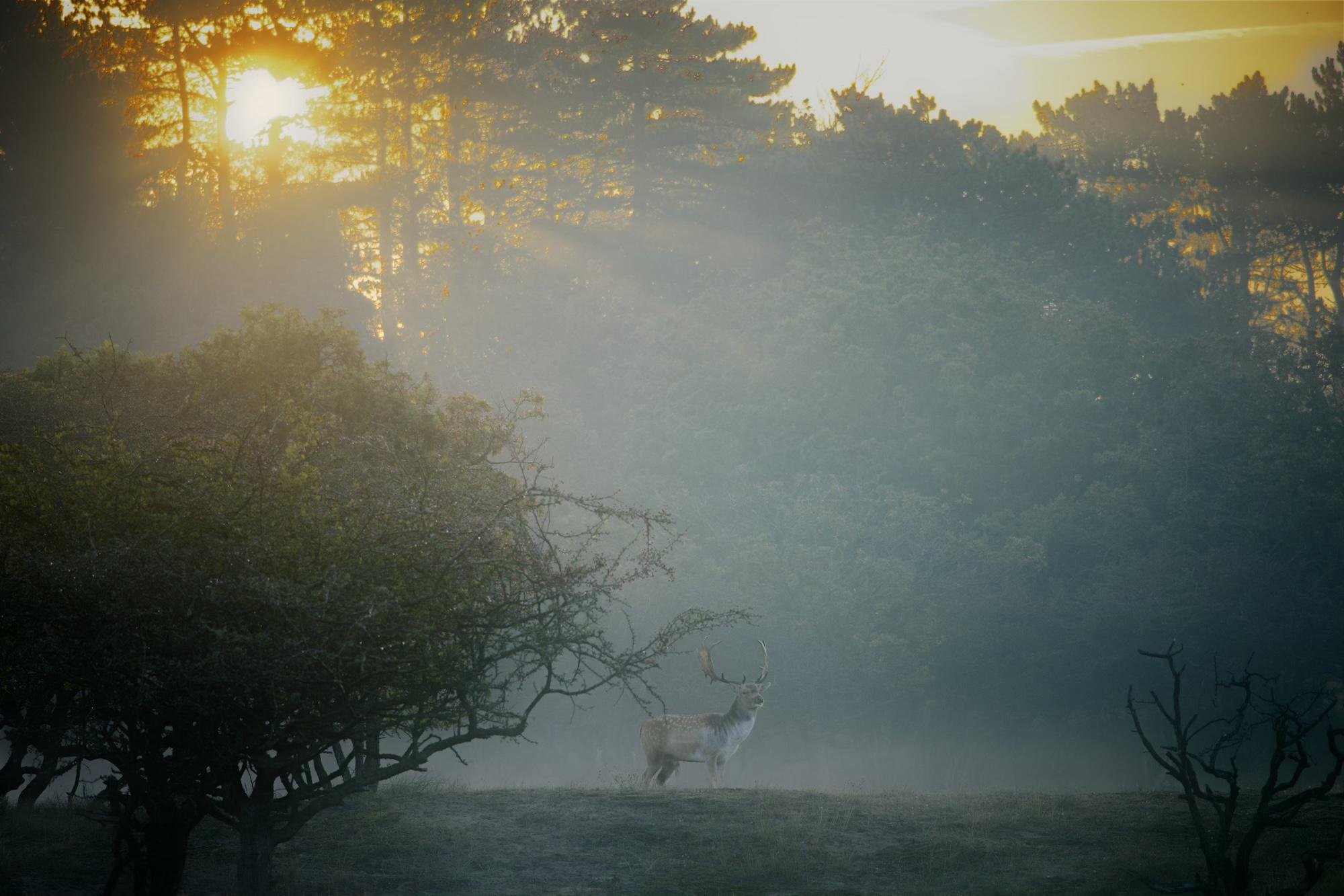 Sunrise filters through tall trees, casting a warm glow over a misty landscape. A deer with large antlers stands near some bushes in the foreground, surrounded by fog.