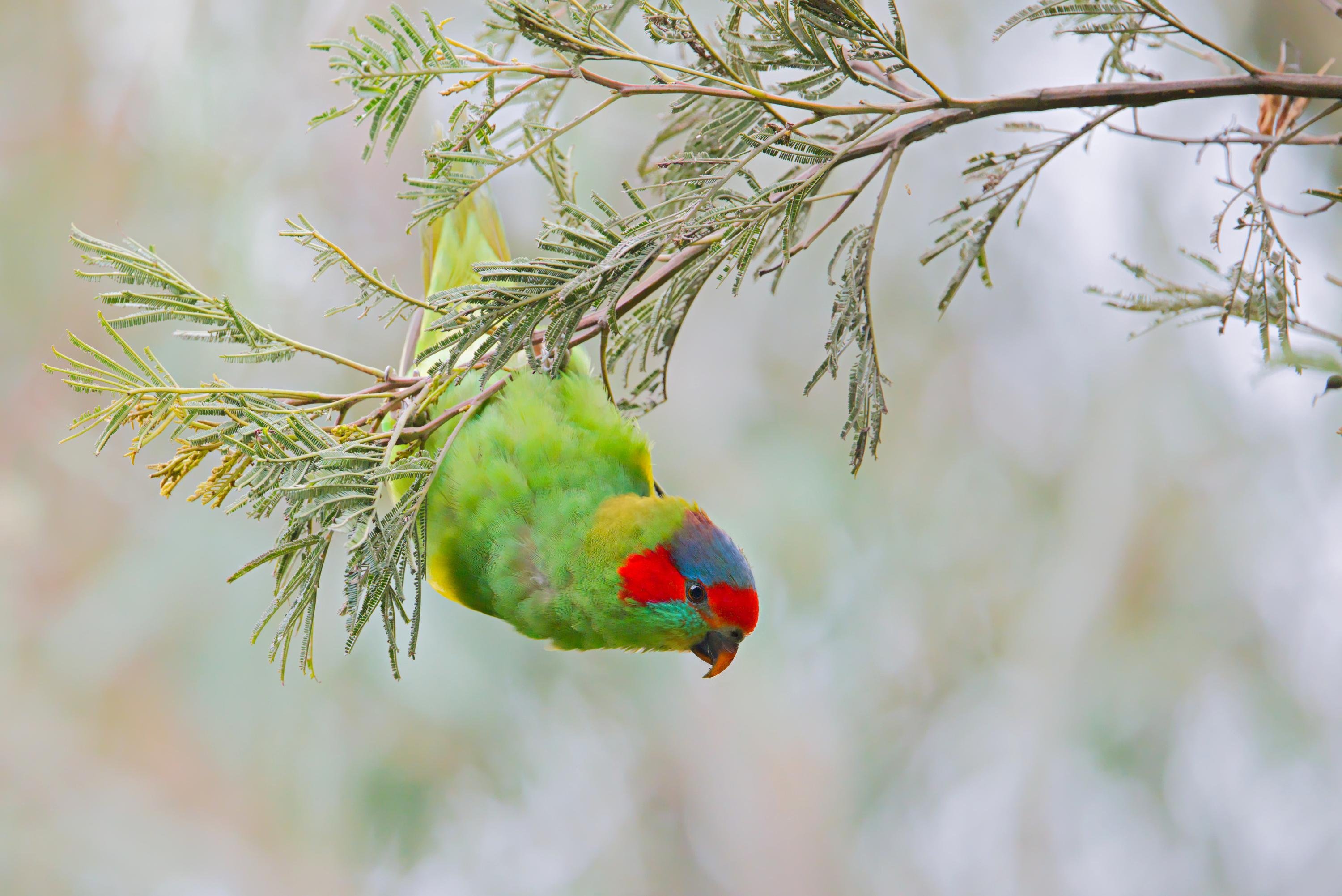 A small lorikeet (m-u-s-k) with a red face and blue crown hanging upside down from a thin, needle-leaf branch, against a blurred pale background.