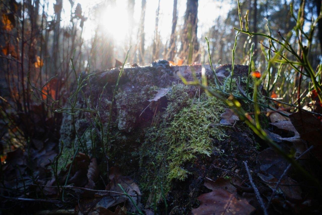 photo of the tree trunk in the forest