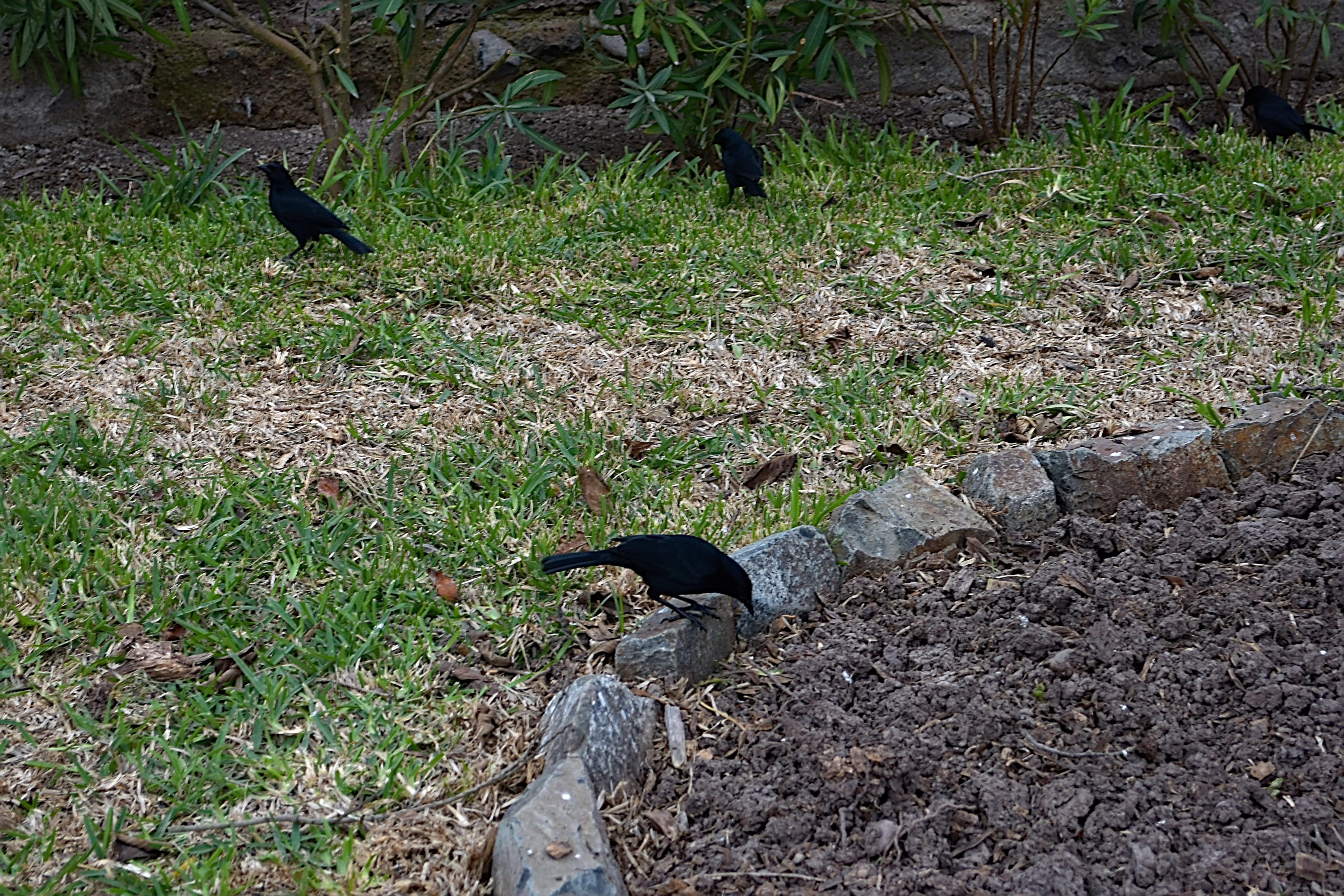 En la imagen se ven tres zanates. Son aves del tamaño y aspecto de un mirlo pero con el pico negro y de plumaje completamente negro. Uno está subido a una piedra en un parterre de color marrón y los otros dos, más lejos, andando por la zona de cesped.l ave se encuentra posada en el suelo que es de grava de color gris. Está mirando una hoja seca de color marron que hay en el suelo. Hace mucho sol y su sombra es evidente en la calza
Si estás leyendo este texto es porque tienes dificultades de visión y espero que te haya ayudado a ver la imagen. Si no ha sido así, te agradecería los comentarios.
Si lo has leído aunque ves la imagen sin problemas recuerda que debes poner un texto alternativo en tus archivos multimedia para que todo el mundo pueda disfrutarlos.