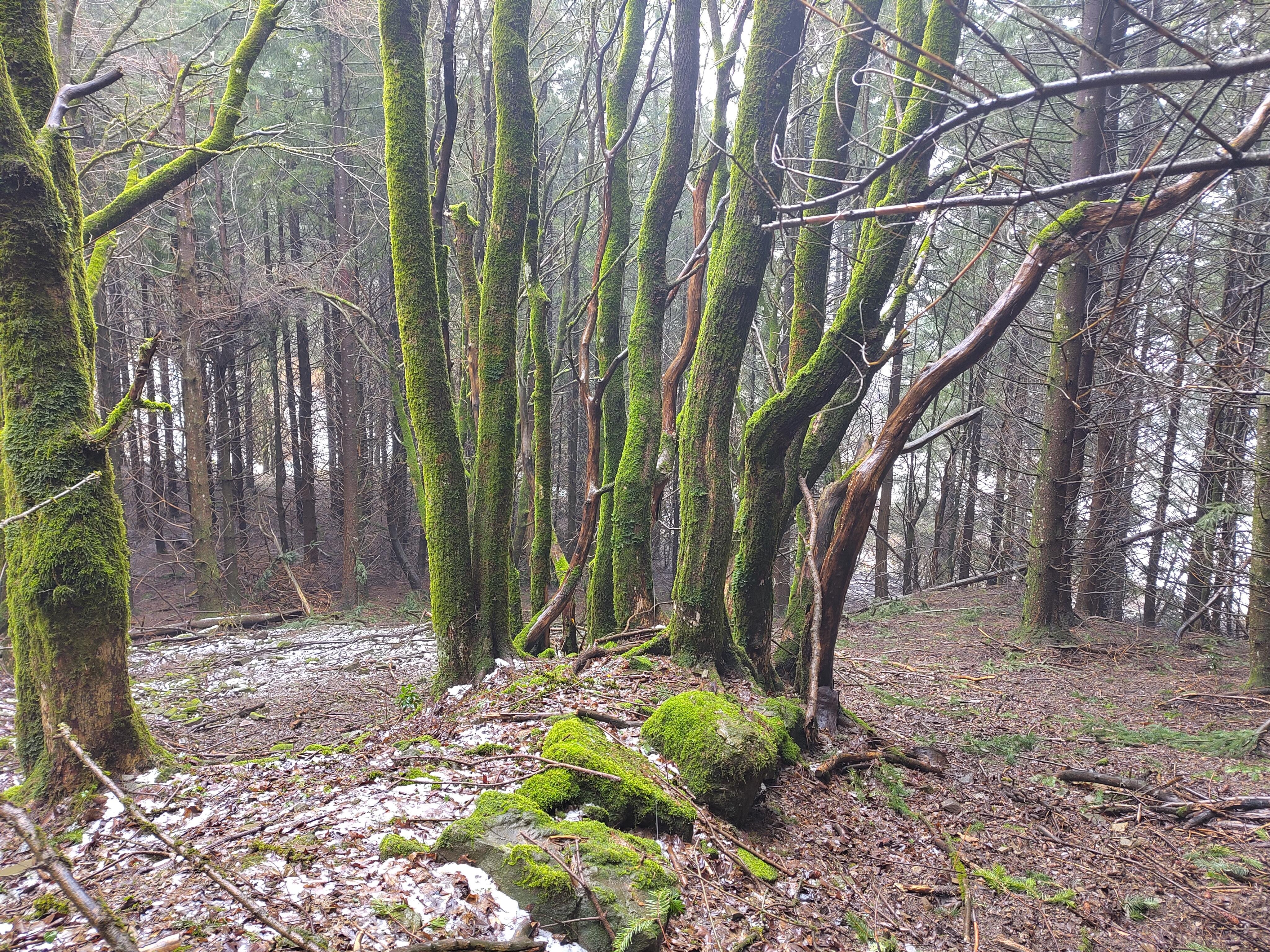 This image shows a forest scene with trees covered in green moss. There are several bare and slightly twisted branches visible, and the ground is covered with a light dusting of snow or frost, along with fallen leaves and twigs. The atmosphere appears moist and verdant, suggesting a cool, possibly temperate forest environment.