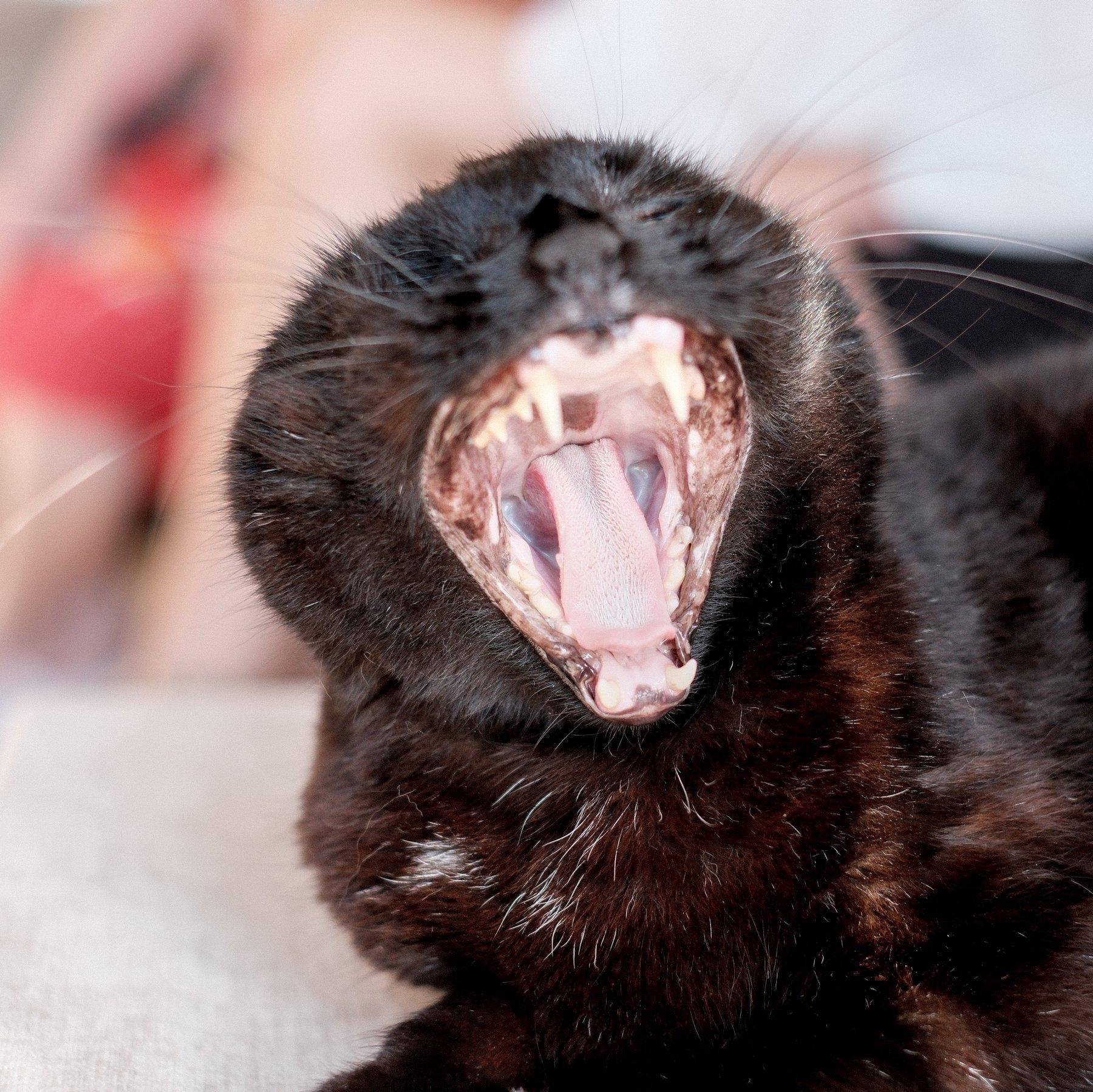 Photo carrée. Gros plan sur la tête d’un chat noir entrain de bailler et montrant tout l’intérieur de sa gueule