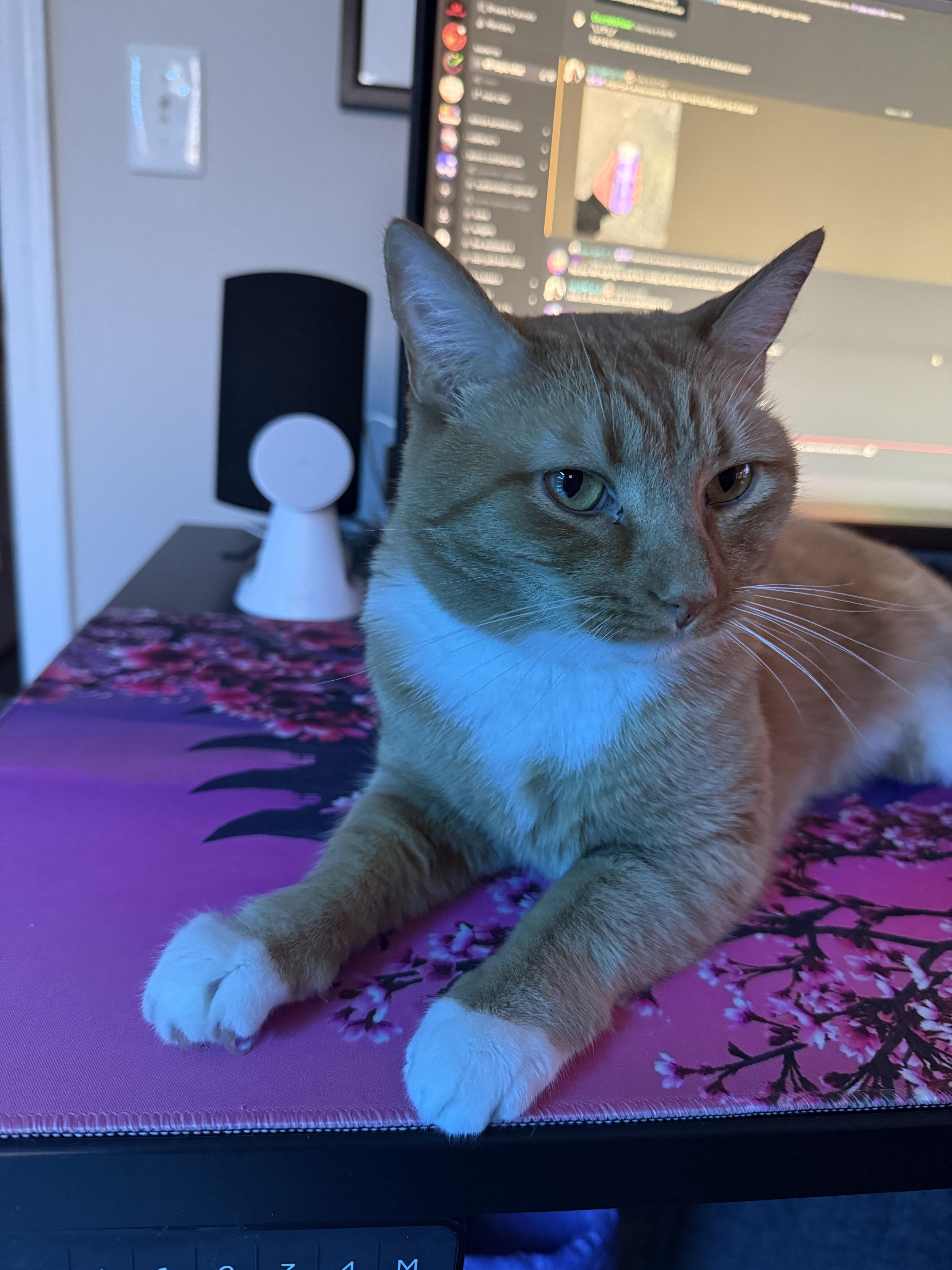 A close-up shot shows an orange tabby cat lying on a desk with a pink cherry blossom-themed mousepad. The cat has white paws and a white chest. Behind the cat, there's a computer monitor displaying lines of code or text, a black speaker, and a white Apple HomePod Mini. A light switch is visible on the wall in the background.