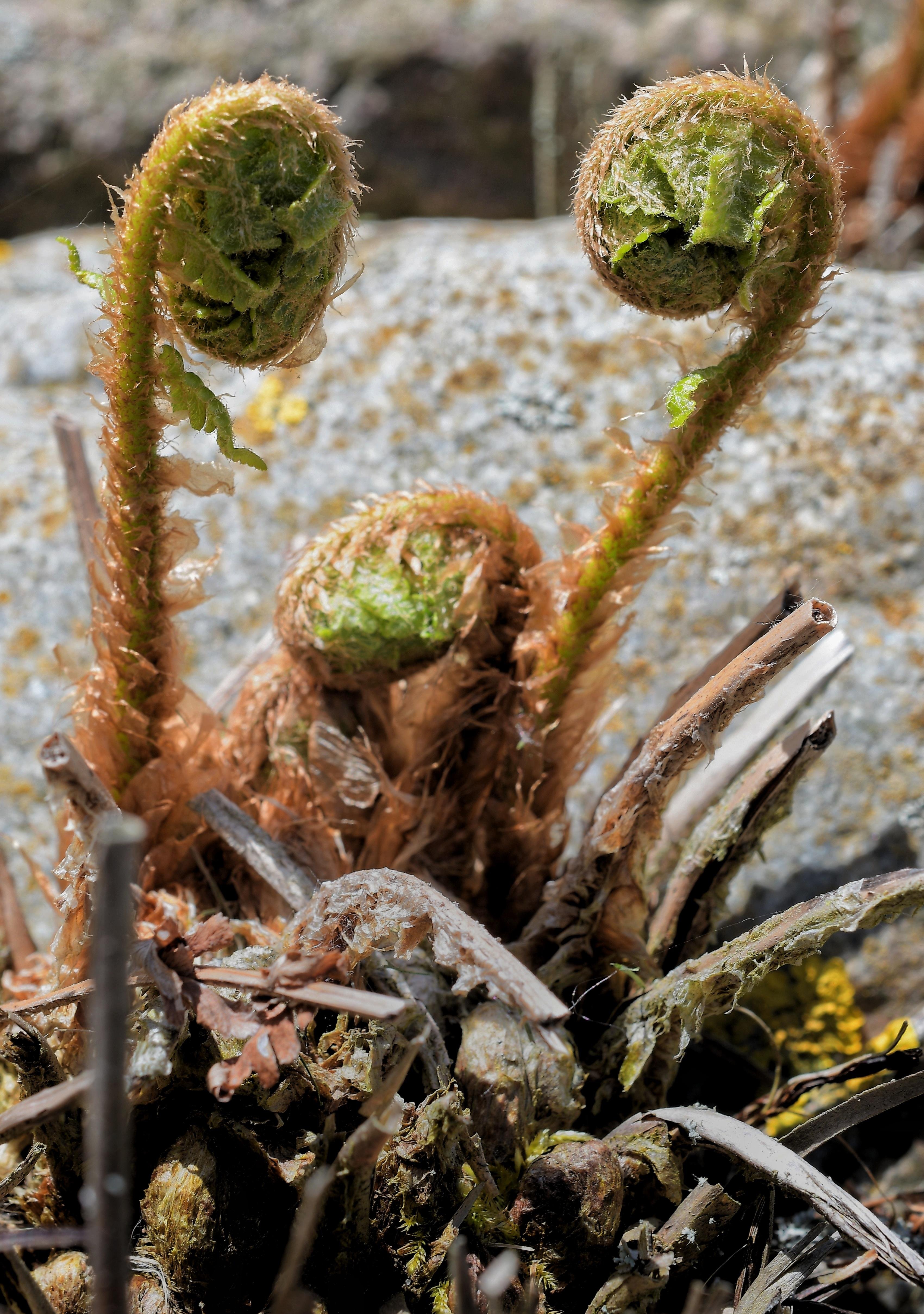 Close-up of three curled fern fiddleheads with green tips and fuzzy brown stems emerging from dry leaf litter, with a blurred rock background.