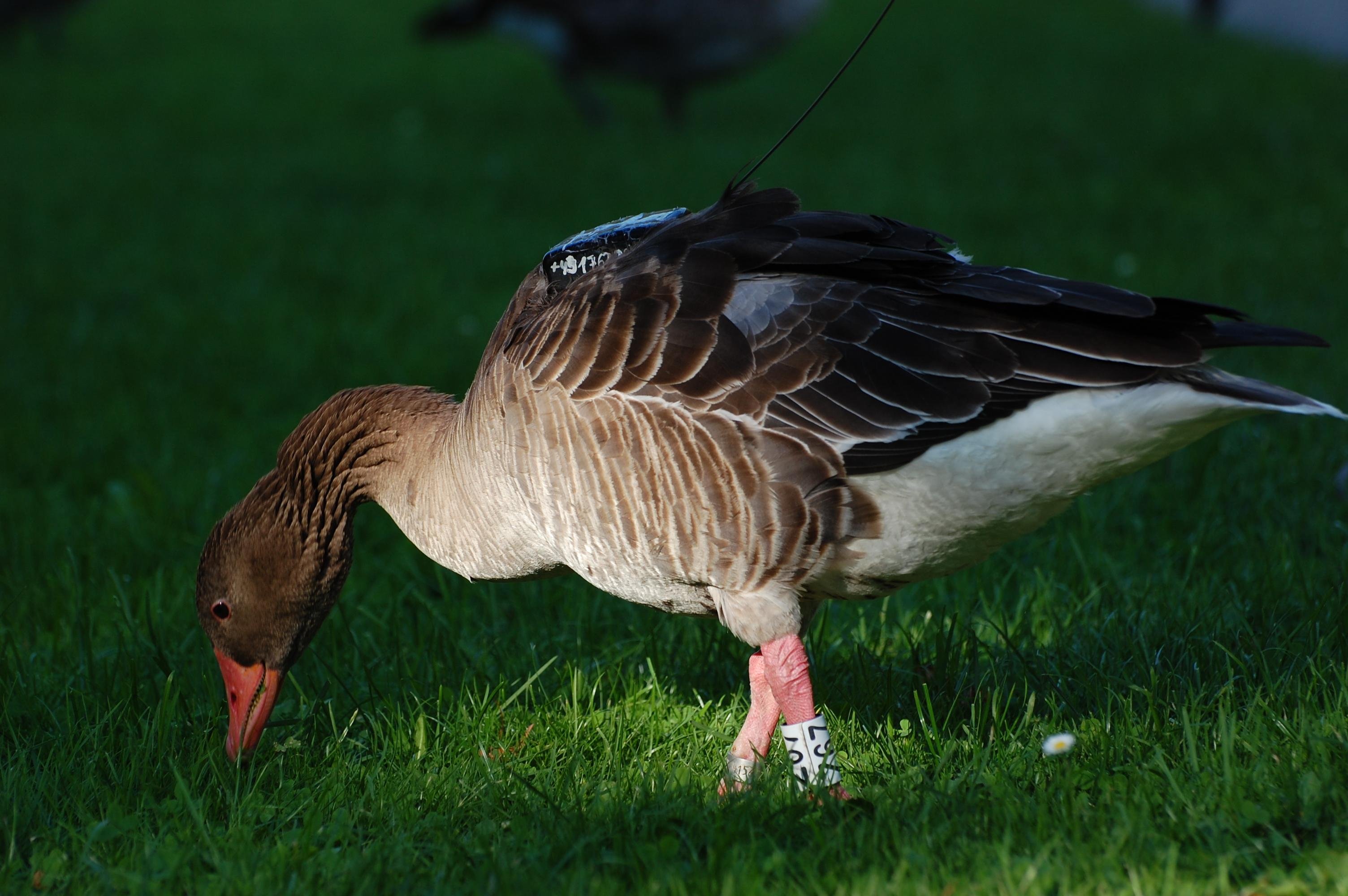 A close-up, side-profile photograph of a Greylag Goose grazing on a vibrant green lawn. The goose is the central focus, captured in sharp detail against a soft-focus, dark background.