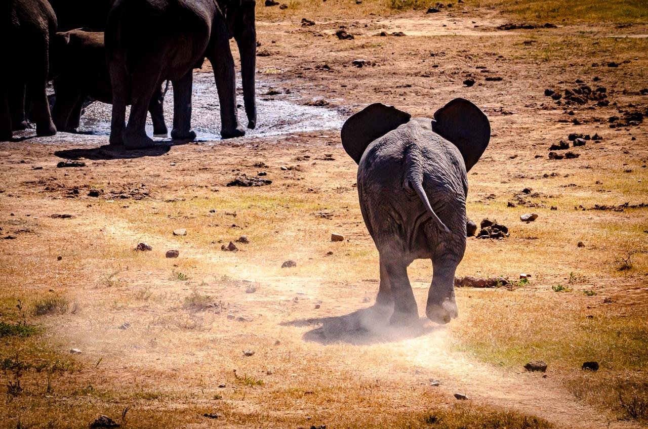 The image shows a baby elephant walking towards a group of adult elephants. The scene is set in a dry, grassy area with some patches of dirt and stones. The baby elephant is stirring up dust as it walks.