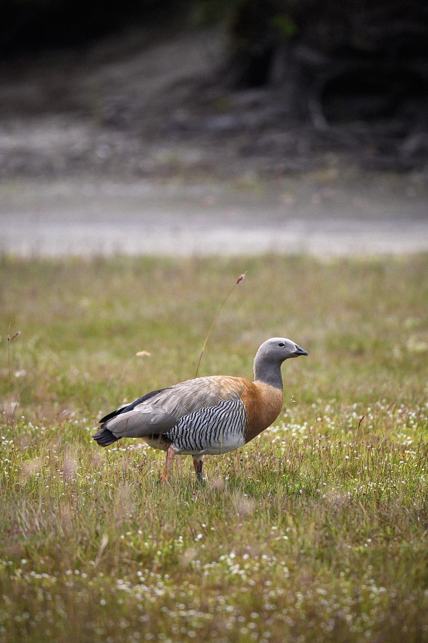 The image shows a Cauquén standing in a grassy area. It has a light brown and gray body with a distinct pattern on its wings and underbelly.