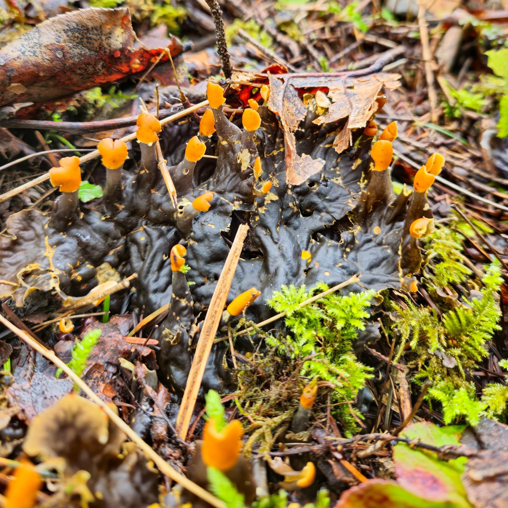 The image shows a cluster of small, orange-tipped lichen growing on a dark, slimy base in a forest floor setting. There are also bits of greenery, such as moss, and leaf litter surrounding the mushrooms. It looks like a damp, natural environment typical of places where fungi and lichen thrive.