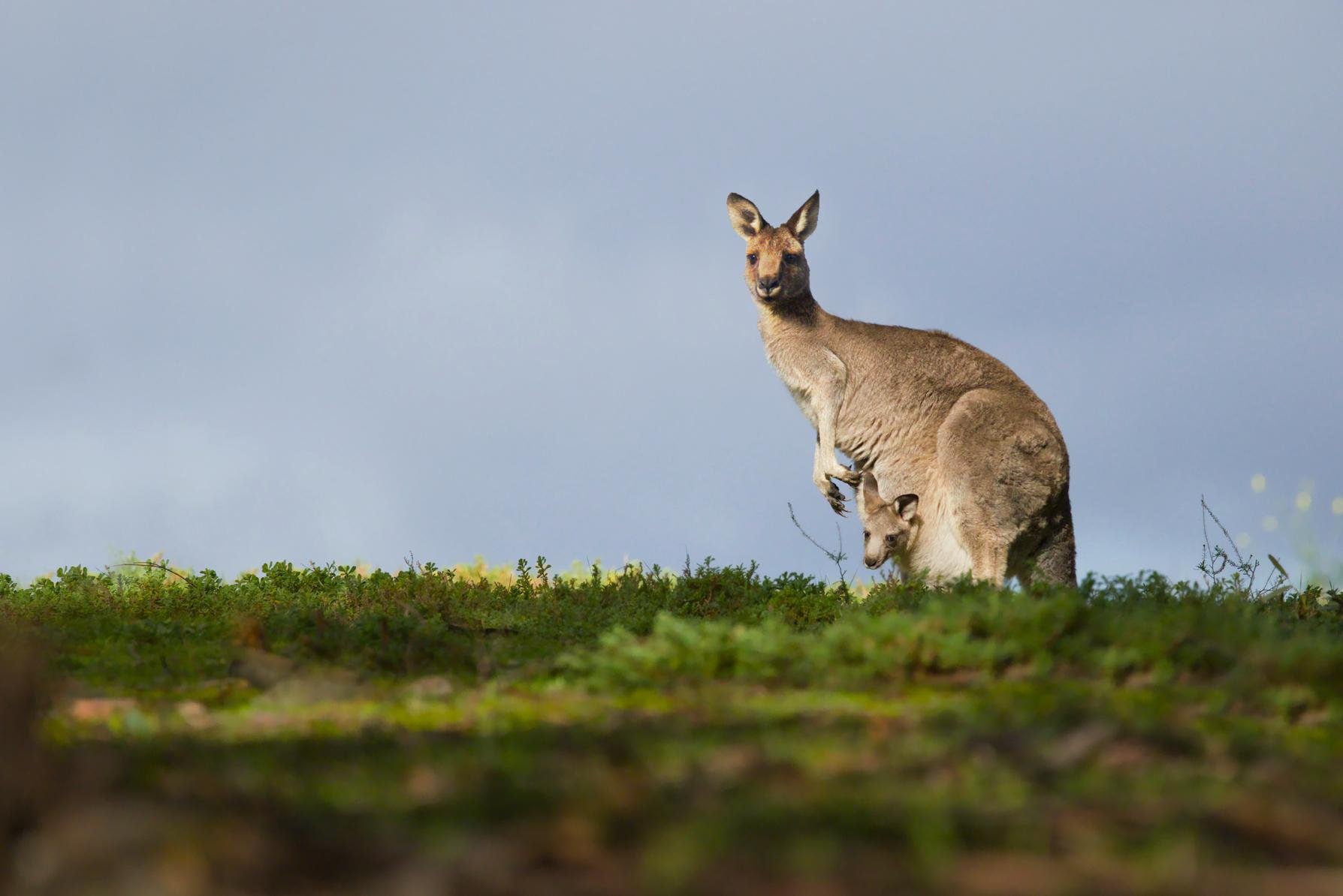 Kangaroo standing on a grassy ridge with a joey peeking from its pouch, against a pale blue sky.