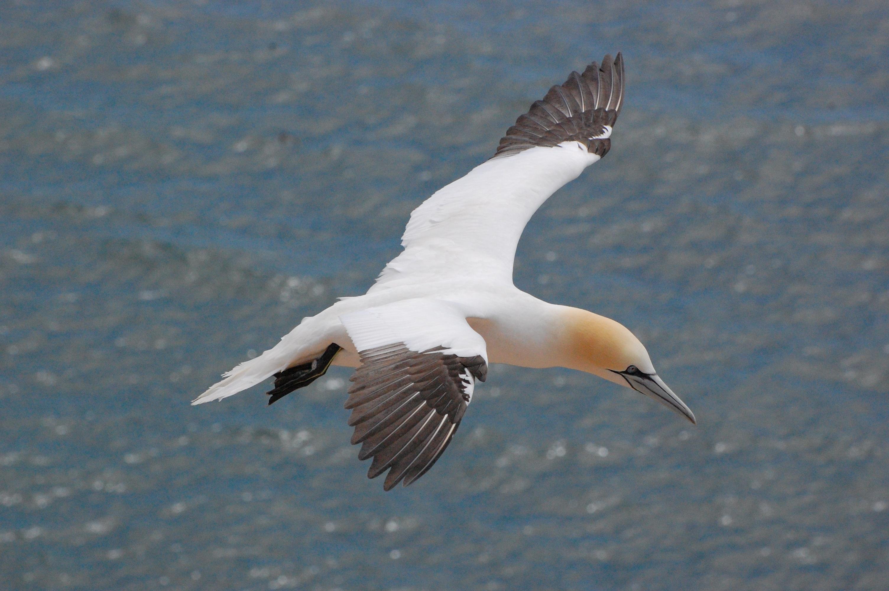 Northern gannet in flight over the ocean, displaying white plumage with a yellowish head, and black-tipped wings. The background is a textured, grayish-blue water surface.