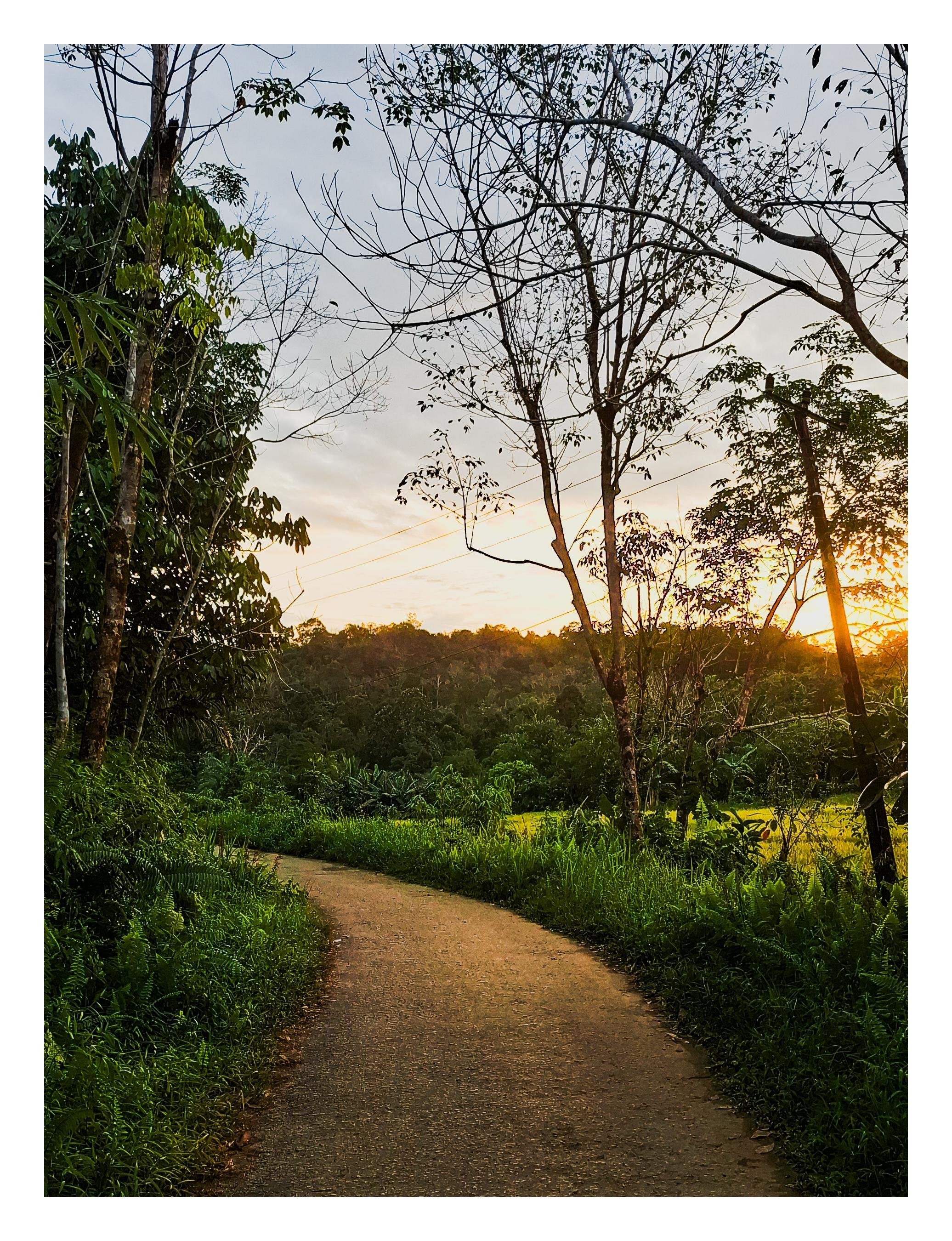 Narrow paved path curving left through dense green vegetation, with tall trees and bare branches framing the scene; low sun near the right horizon casts warm light over a forested hillside and pale evening sky.