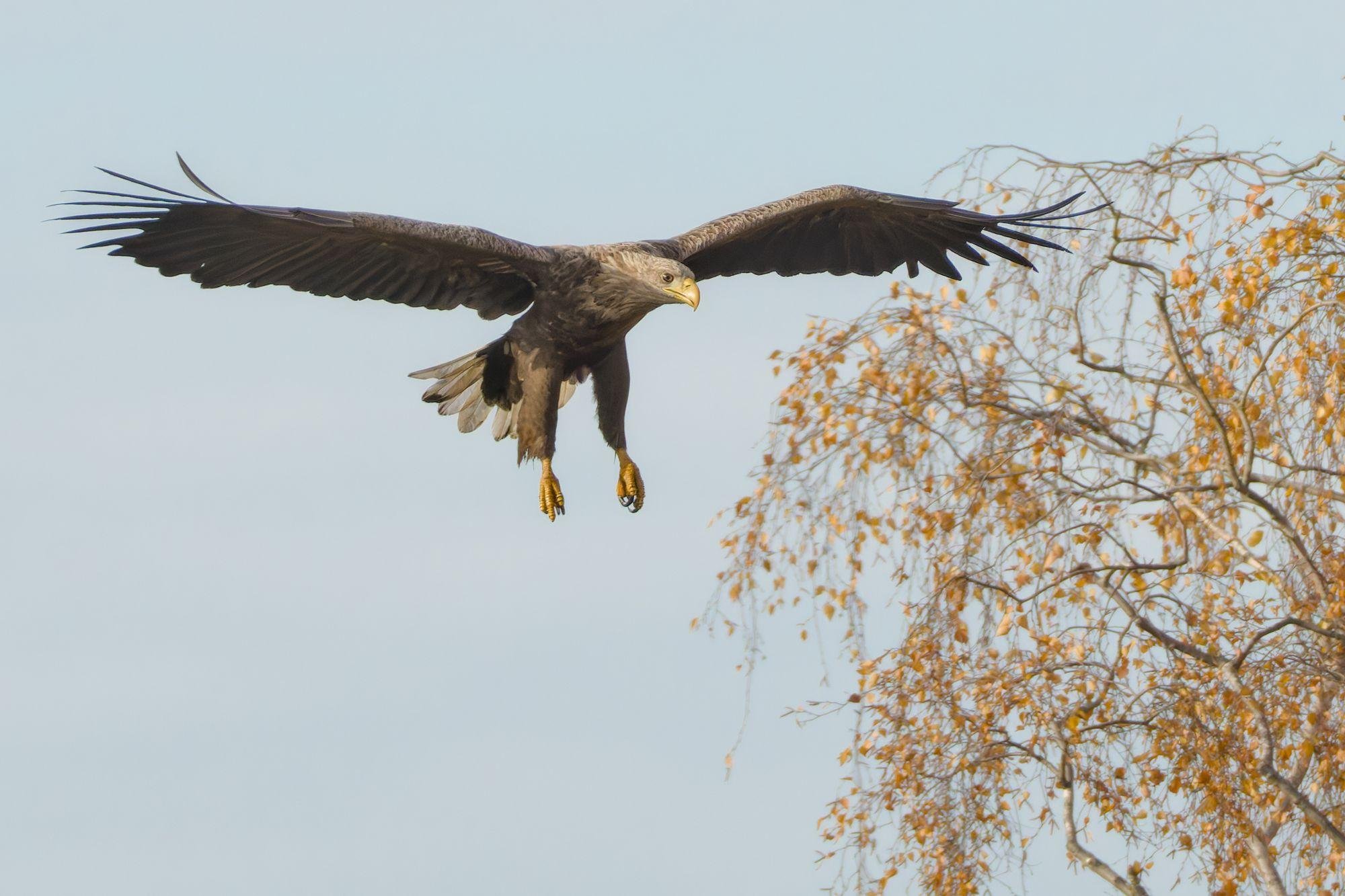 Large dark bird of prey flying with wings fully spread and talons extended against a pale sky, with autumn-colored tree branches on the right.