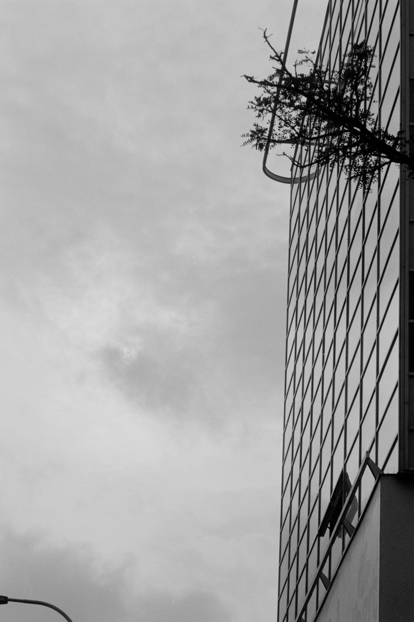 Black-and-white upward view of a tiled building facade on the right, with a metal pipe near the top supporting leafy branches extending outward; cloudy sky fills the left side, and a streetlight edge appears at the bottom left.