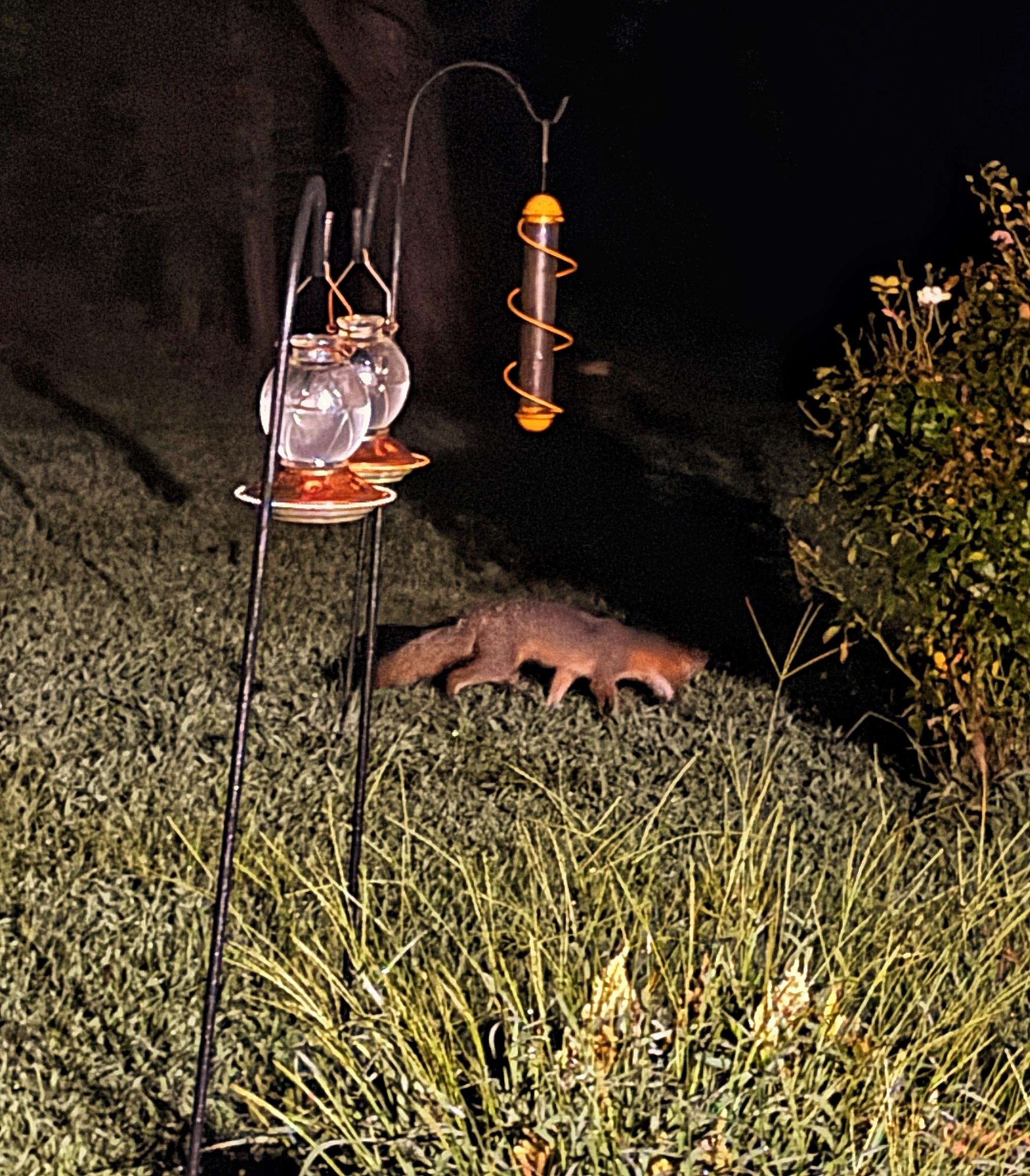 The image depicts a nighttime scene in a garden. In the foreground, there is a metal bird feeder stand with two glass feeders and a cylindrical feeder with a spiral orange wire. The stand is positioned on a grassy area. In the background, a small mammal, possibly a mink or a similar animal, is visible on the ground, illuminated by a light source. The animal has a brownish fur coat and is partially obscured by the grass. To the right, there is a bush with some white flowers, adding to the garden setting. The overall scene is dimly lit, with the light source highlighting the animal and the bird feeder stand.