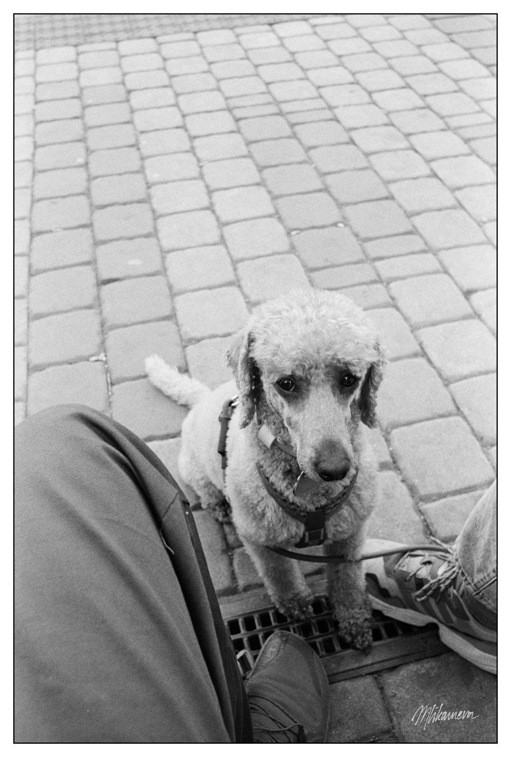 A monochrome photo of a short cut poodle sitting on a cobblestone street looking up towards the camera with expectant look.