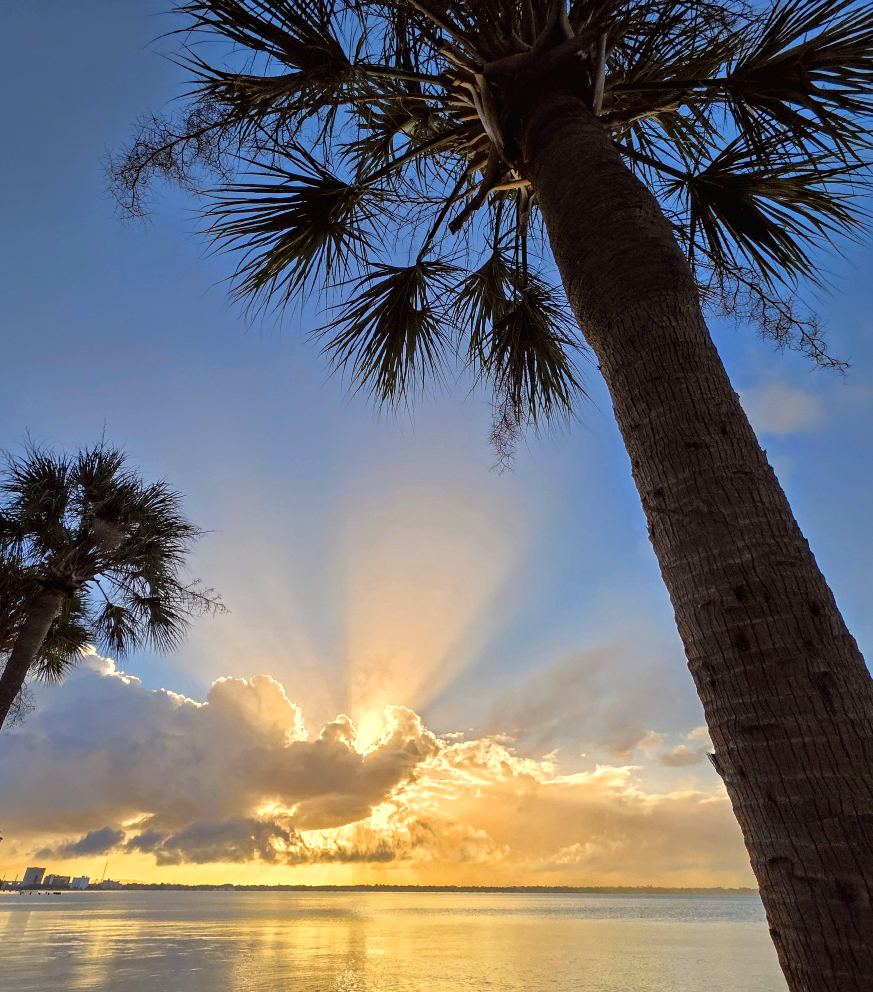Palm trees silhouetted against a vibrant sunrise, with sunlight streaming through clouds over a calm body of water. The sky transitions from deep blue to warm golden hues near the horizon.