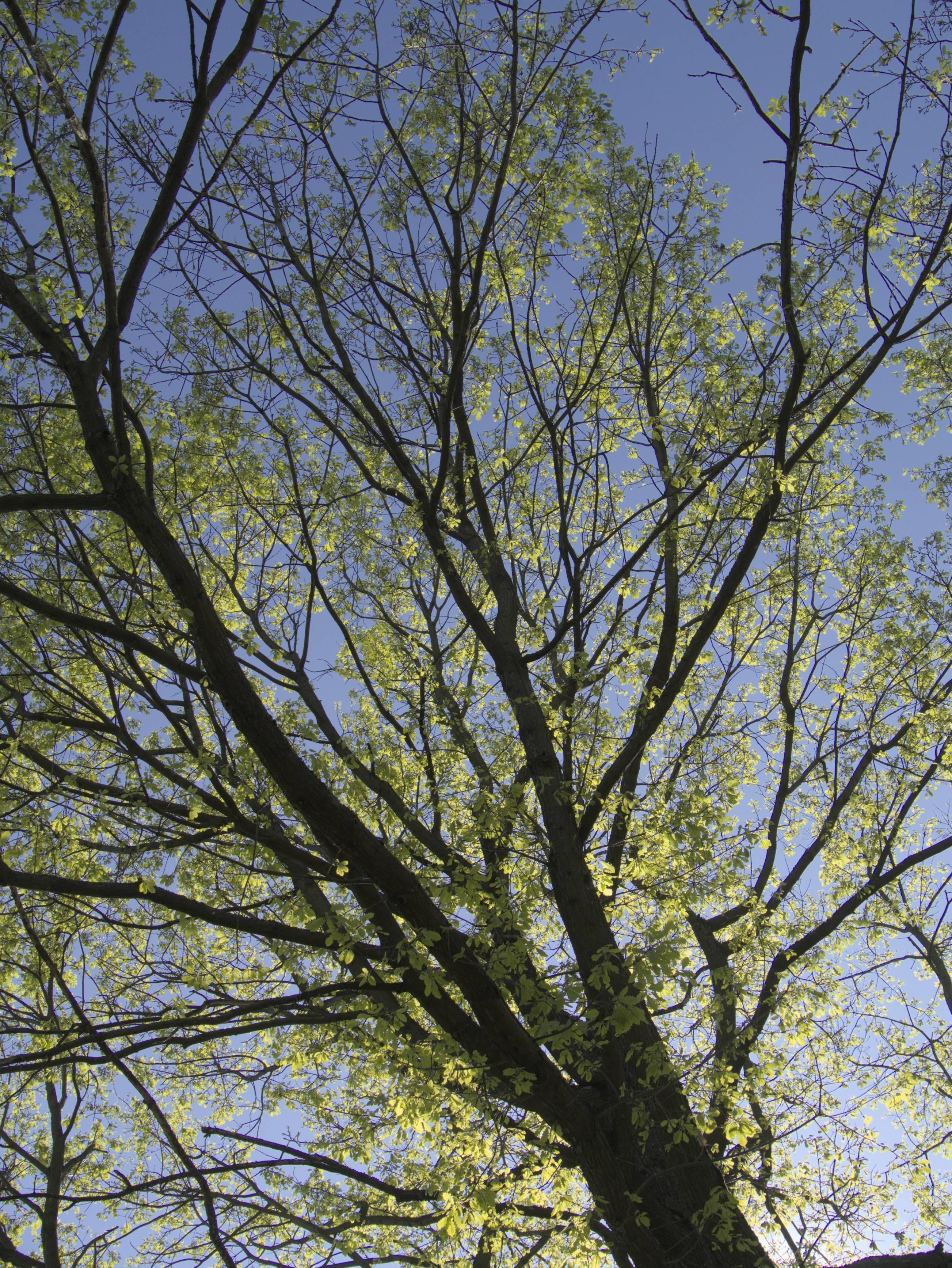 L'image montre une vue d'un arbre depuis le bas, en regardant vers le haut les branches et le feuillage. L'arbre a de nombreuses branches avec des feuilles nouvellement poussées, et le ciel est visible à l'arrière-plan, créant un effet de vitrail sur les feuilles.