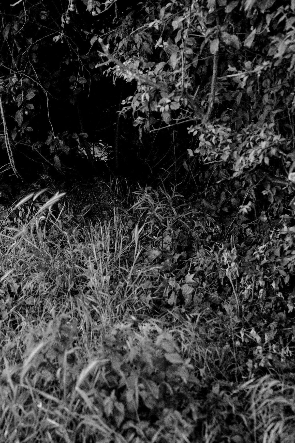 Photo verticale en noir et blanc. De la végétation entoure un endroit plus sombre en haut à gauche, au milieu duquel on voit un peu de lumière au bout du tunnel