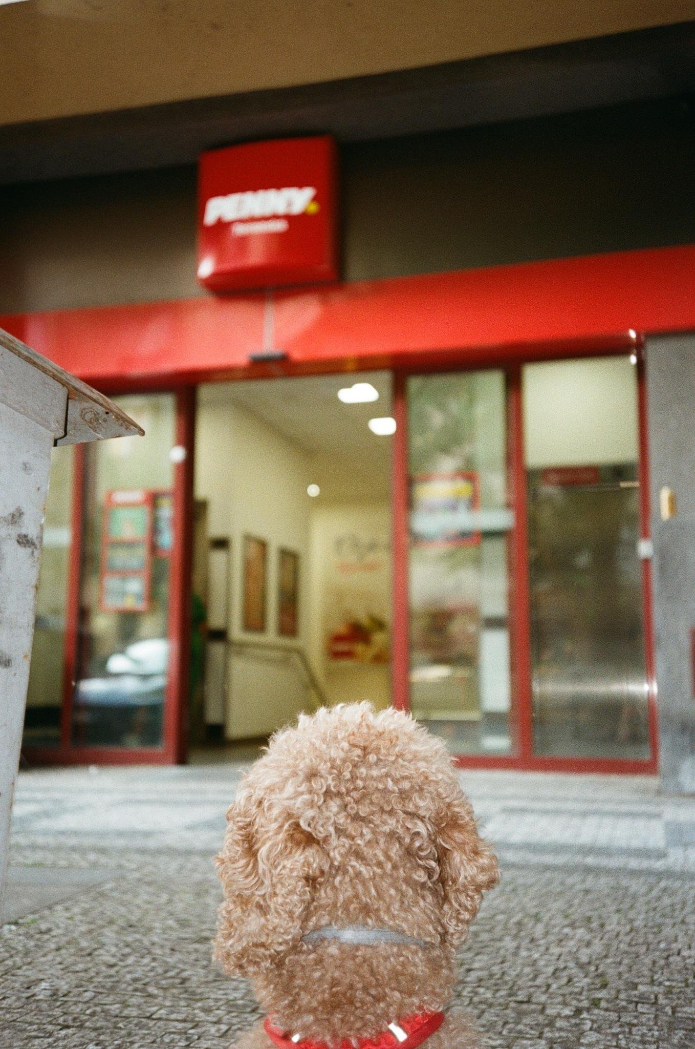 Small curly-haired dog wearing a harness and red booties sits on a sidewalk facing a storefront with red-framed glass doors and a red sign above the entrance; interior lights and posters visible through the glass.