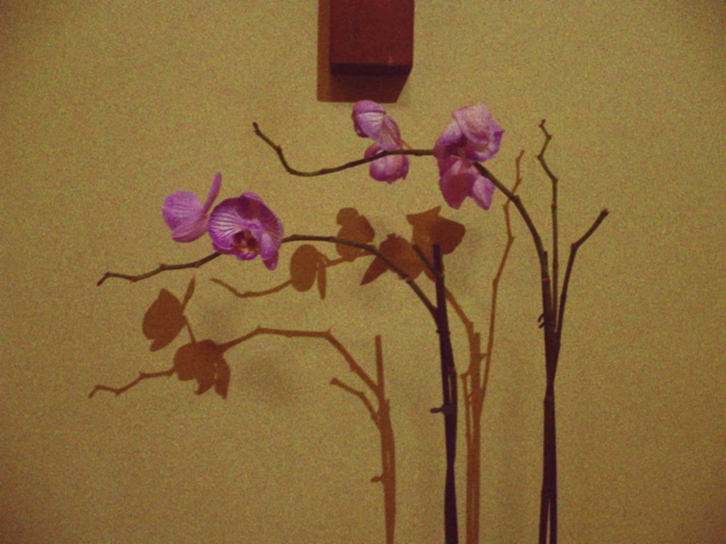 Diverse orchidee viola su due steli, poggiate a breve distanza da un muro intonacato e tinteggiato con un colore tenue.