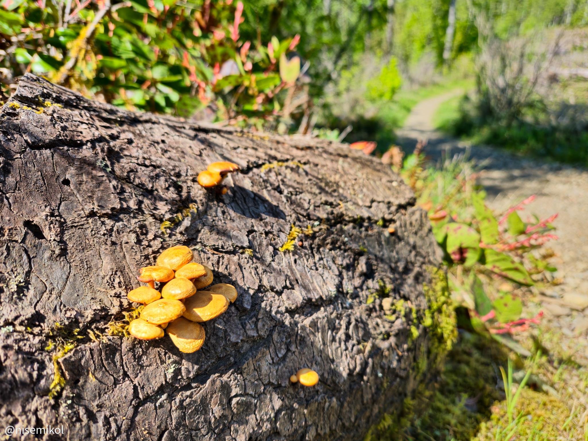 Orange mushrooms growing on a fallen tree trunk in a forest. The trunk's rough bark is surrounded by small patches of moss. In the background, a dirt path winds through lush green foliage, indicating a woodland setting. Bright sunlight casts shadows on the mushrooms and enhances the vivid colors of the scene.