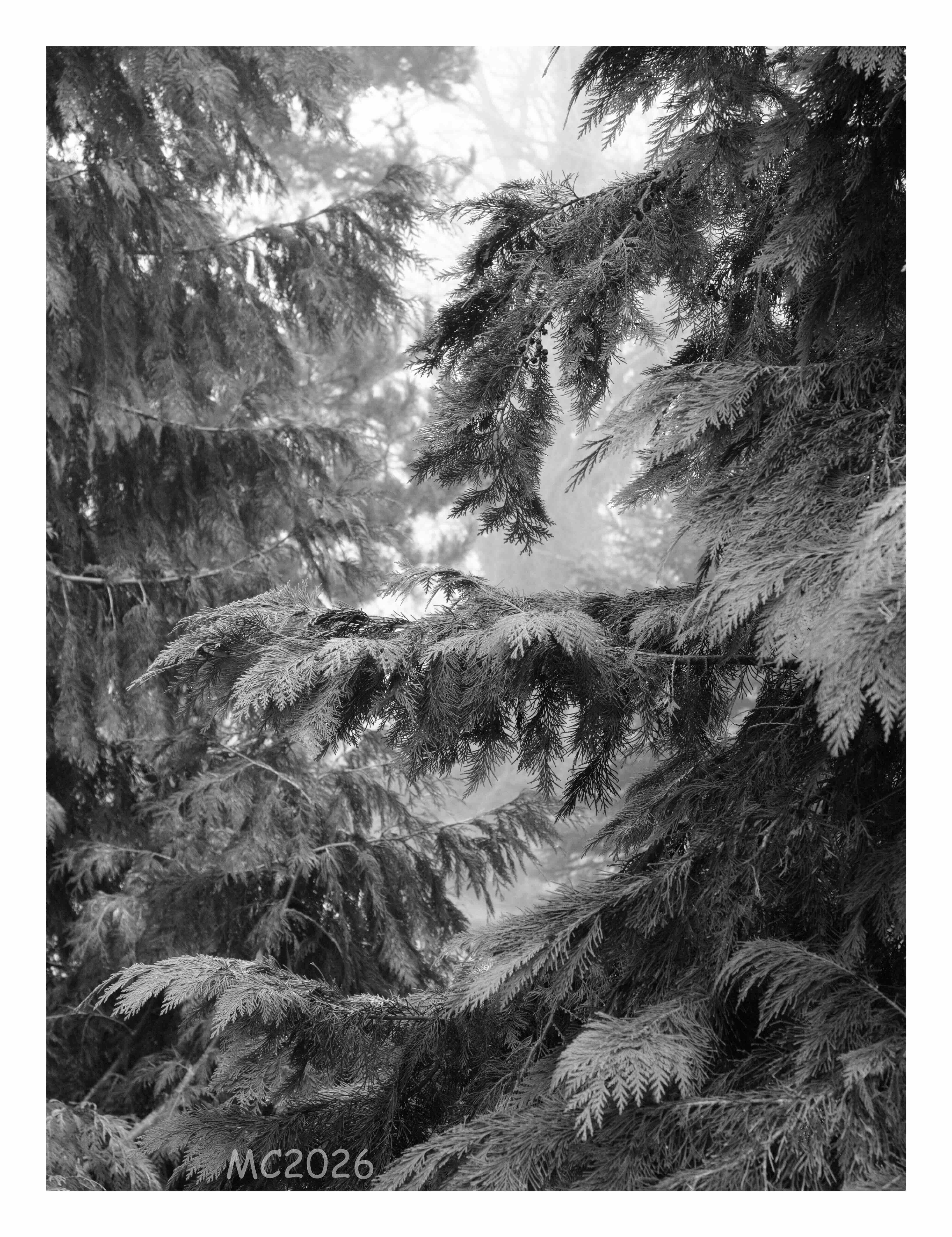 Black-and-white close-up of overlapping evergreen branches with needle-like foliage, framing a softly blurred forest background at a foggy day.