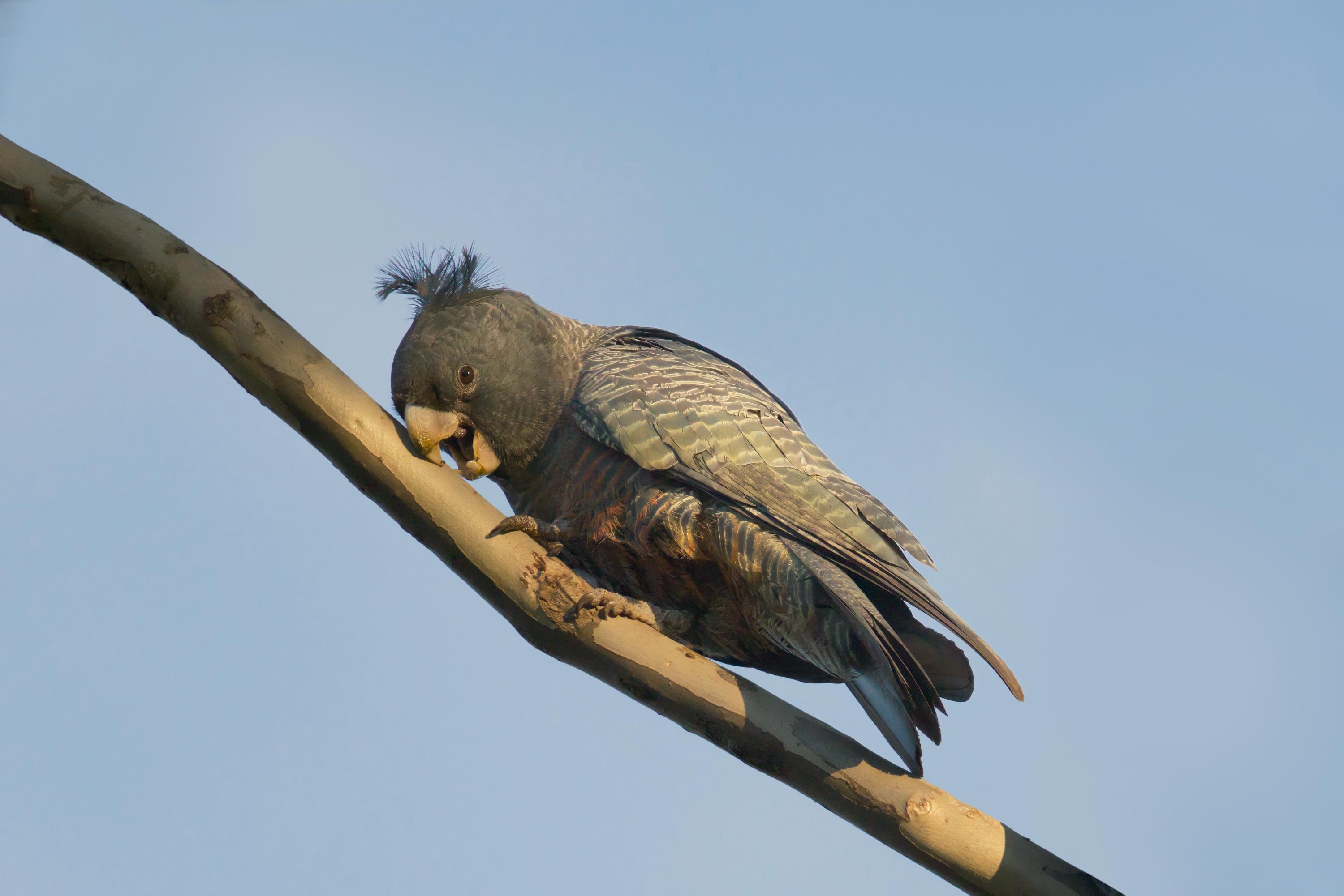 A female gang gang perched on a slanted tree branch, head lowered and beak near the bark, against a clear blue sky.