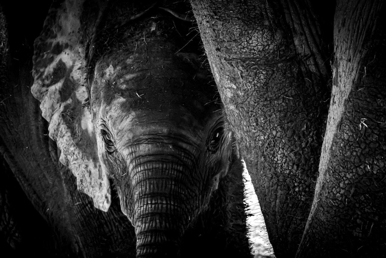 This black and white image shows a baby elephant standing among the legs of adult elephants. The focus is on the young elephant's face, which is nestled in the middle of the scene, highlighting the texture of its skin and the protective nature of the adult elephants around it.