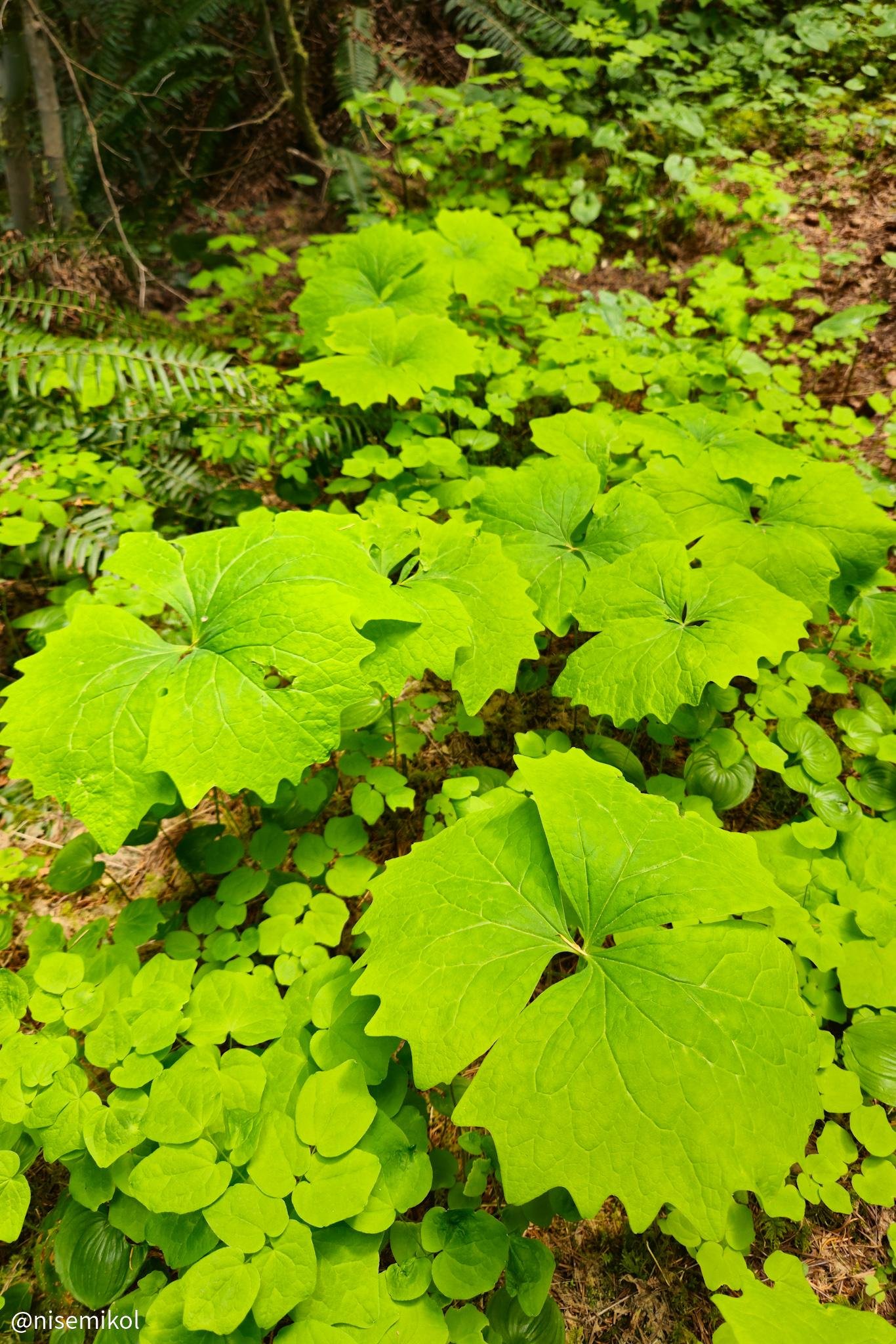Bright green foliage featuring large, umbrella-like leaves with serrated edges amidst ferns and smaller plants. The ground is covered in a lush, dense growth, creating a vibrant, natural tapestry against a wooded backdrop.