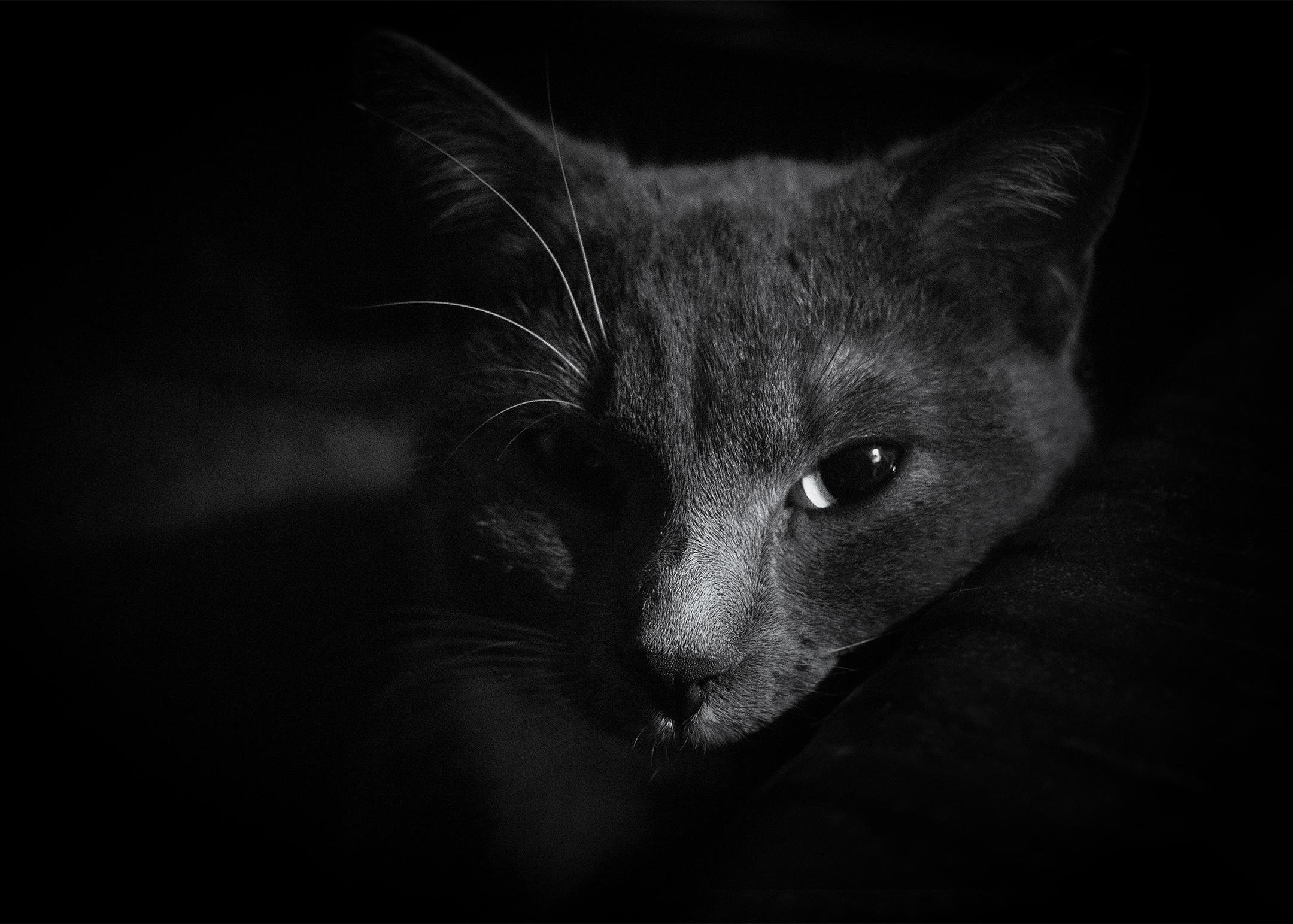 The image shows a black and white photo of a cat. The cat appears to be lying down and is looking at the camera. Its face is partially illuminated, highlighting its eyes, nose, and whiskers. The background is darker, emphasizing the cat's face.