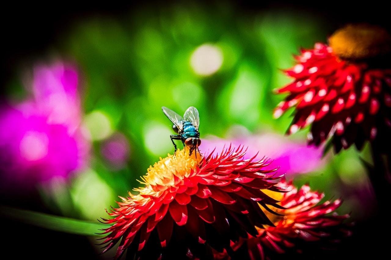 The image shows a close-up of a fly on top of a vibrant red flower. The background is blurred with shades of green and purple, giving a contrasting and colorful effect.