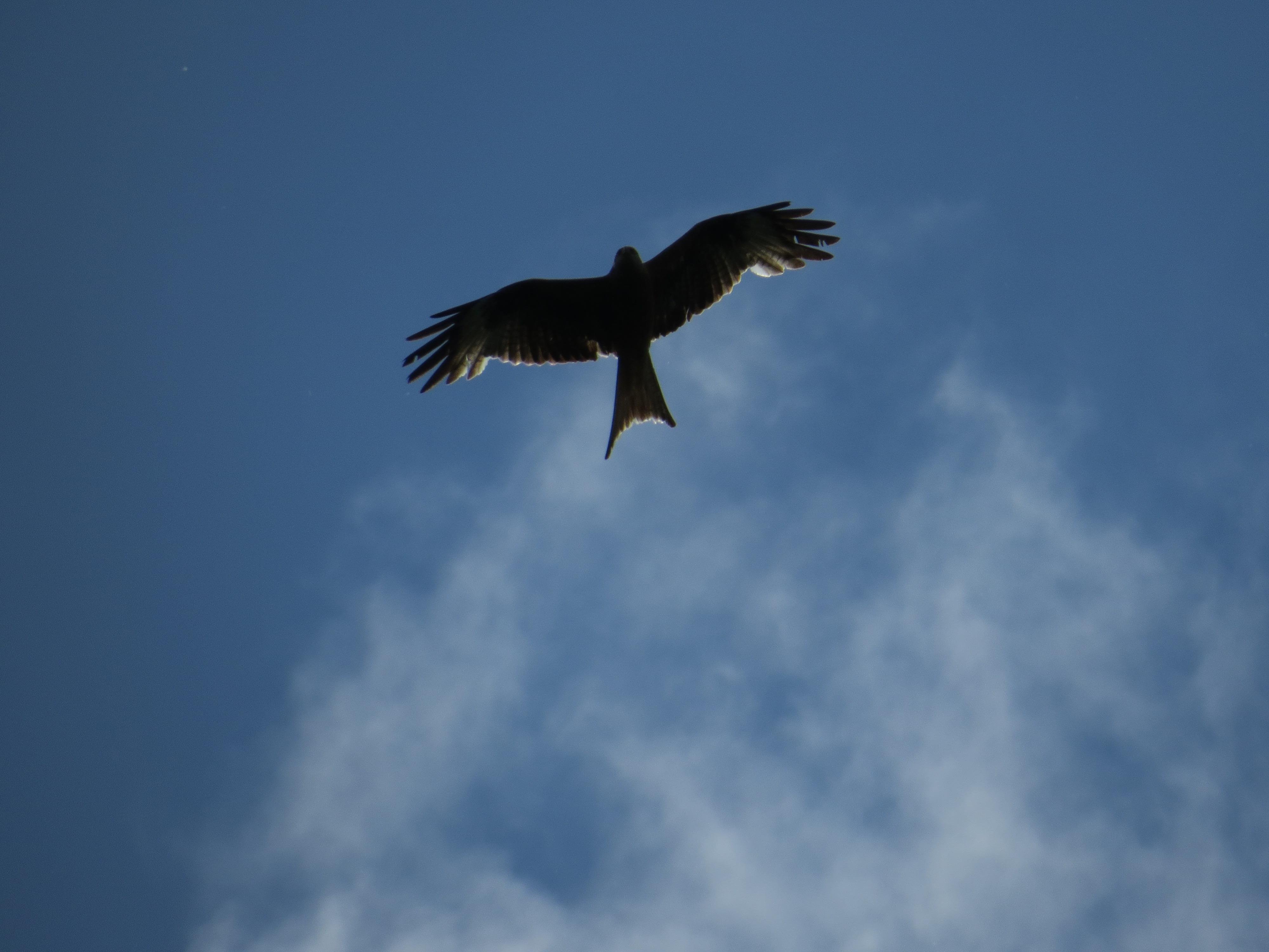Red kite against the blue sky with a wisp of clouds.
