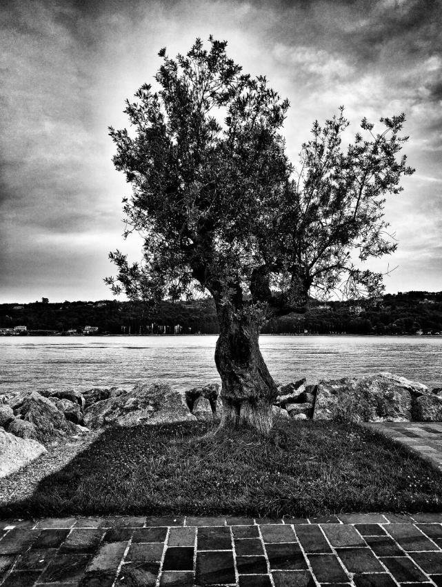 The image is a black and white photograph showing a solitary tree by the water, possibly a river or lake. The tree stands on a small patch of grass surrounded by rocks. In the foreground, there is a tiled walkway, and the background features a distant shoreline with vegetation. The sky appears cloudy, adding a moody atmosphere to the scene.