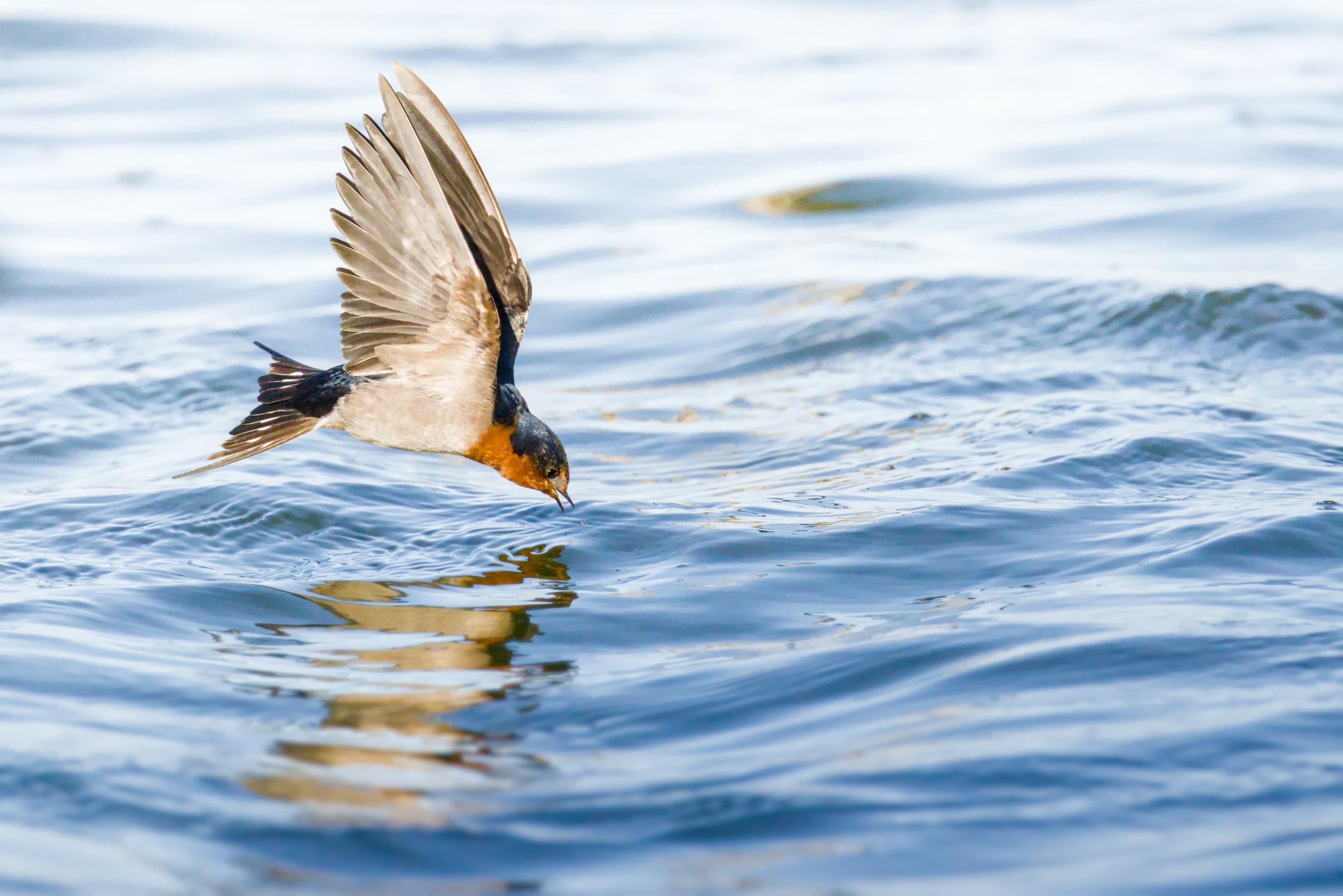 A Welcome Swallow with outstretched wings skimming low over rippling blue water, beak pointed down toward its reflection.
